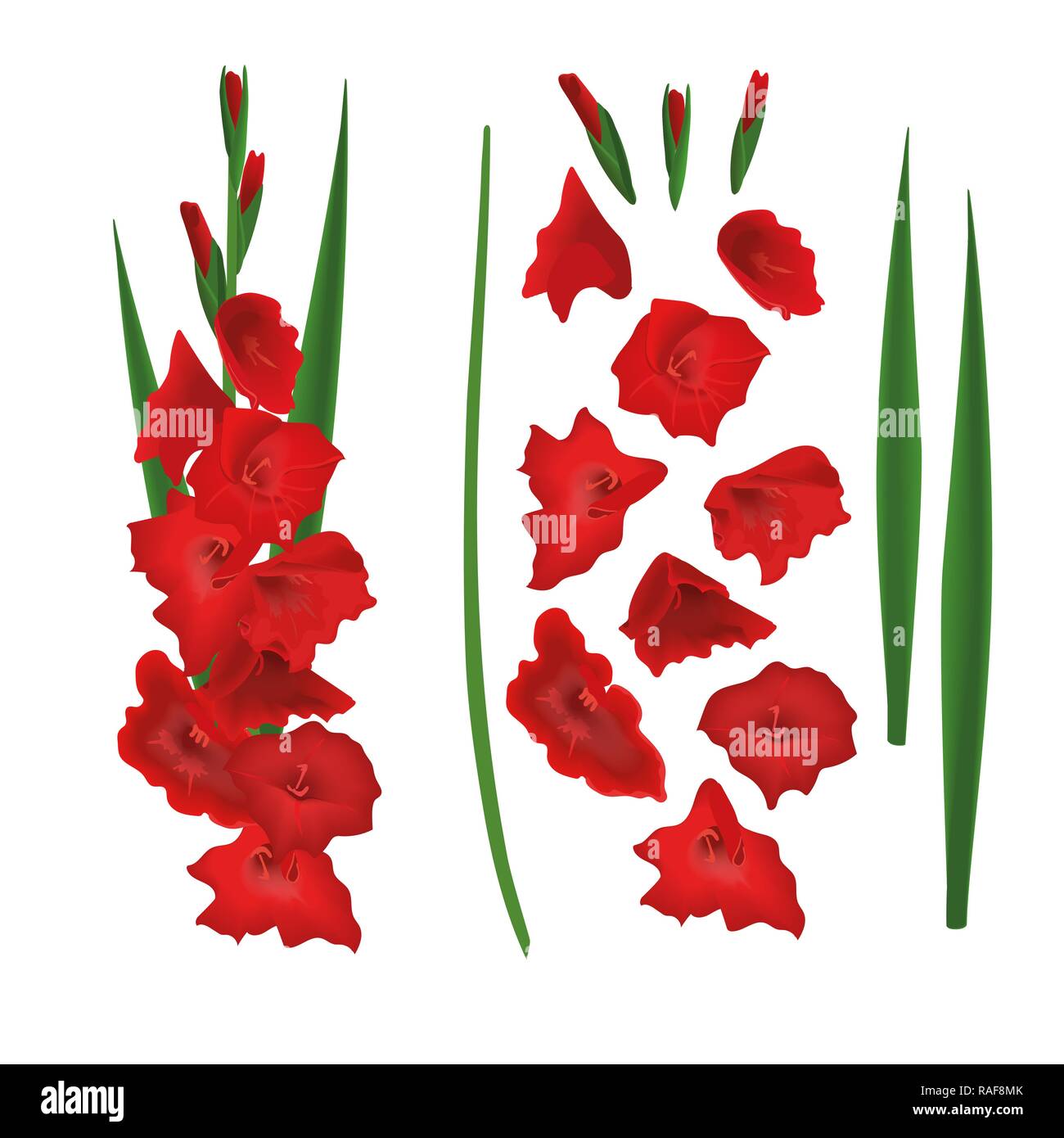 Glaïeul rouge constructeur, sword lily flowers créateur. Tige, fleurs, bourgeons, feuilles. Vector illustration. Illustration de Vecteur