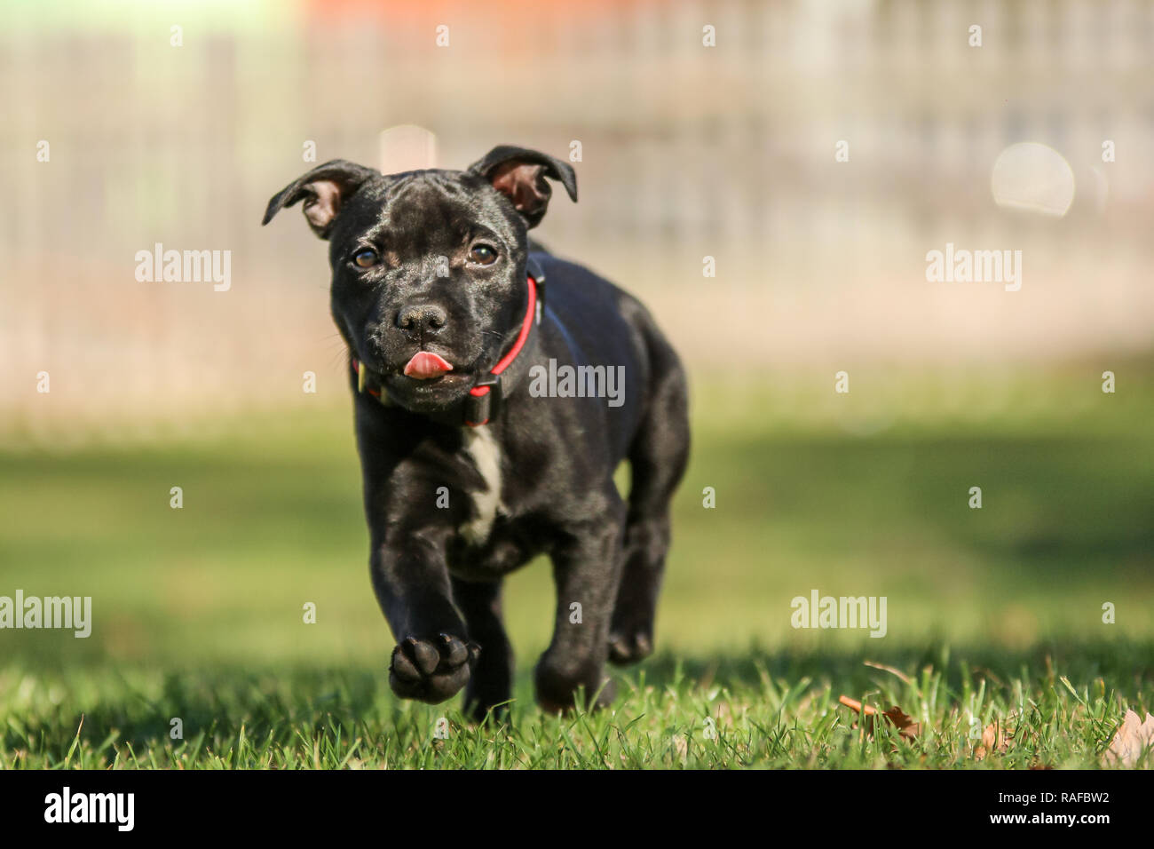 Un portrait photo d'un chiot mignon de l'American Staffordshire Terrier. Banque D'Images