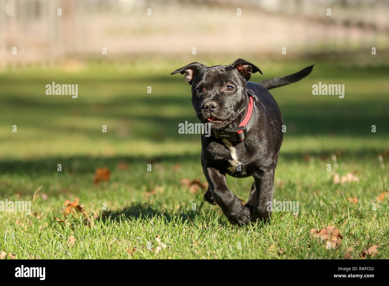 Un portrait photo d'un chiot mignon de l'American Staffordshire Terrier. Banque D'Images