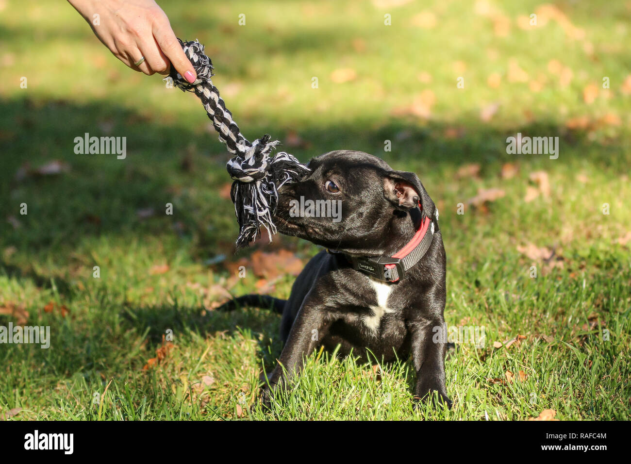 Un portrait photo d'un chiot mignon de l'American Staffordshire Terrier évoluant avec la corde avec son propriétaire. Banque D'Images