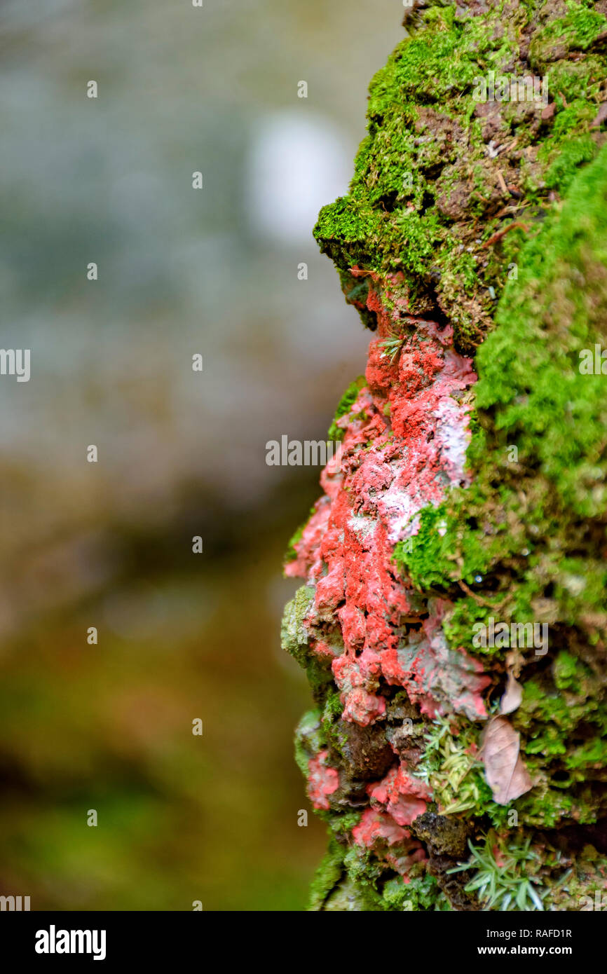 Reen et rouge moss et végétation entre pierres à Carrancas, Minas Gerais Banque D'Images