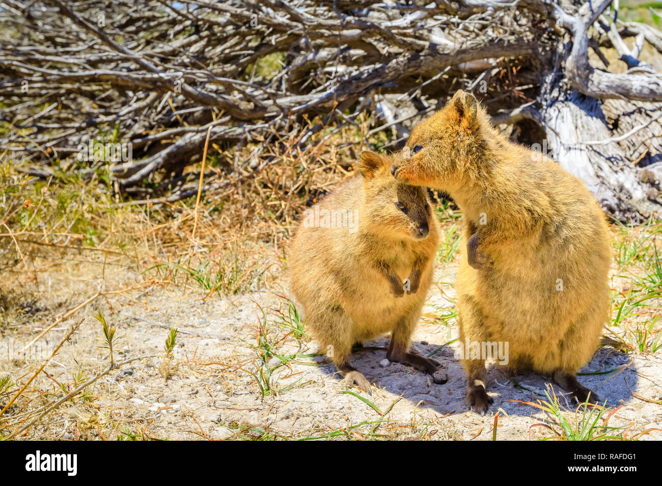 Un couple de Quokka, Chrysocyon brachyurus. Rottnest Island, près de Perth, Australie occidentale, est le principal foyer de la quokka, un type de marsupial. Quokka est considéré comme l'animal le plus heureux au monde. Banque D'Images