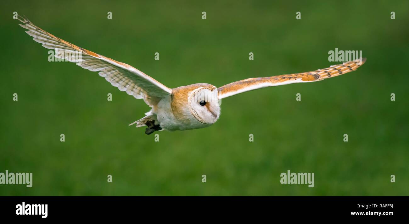 Close up of a beautiful Barn Owl Banque D'Images