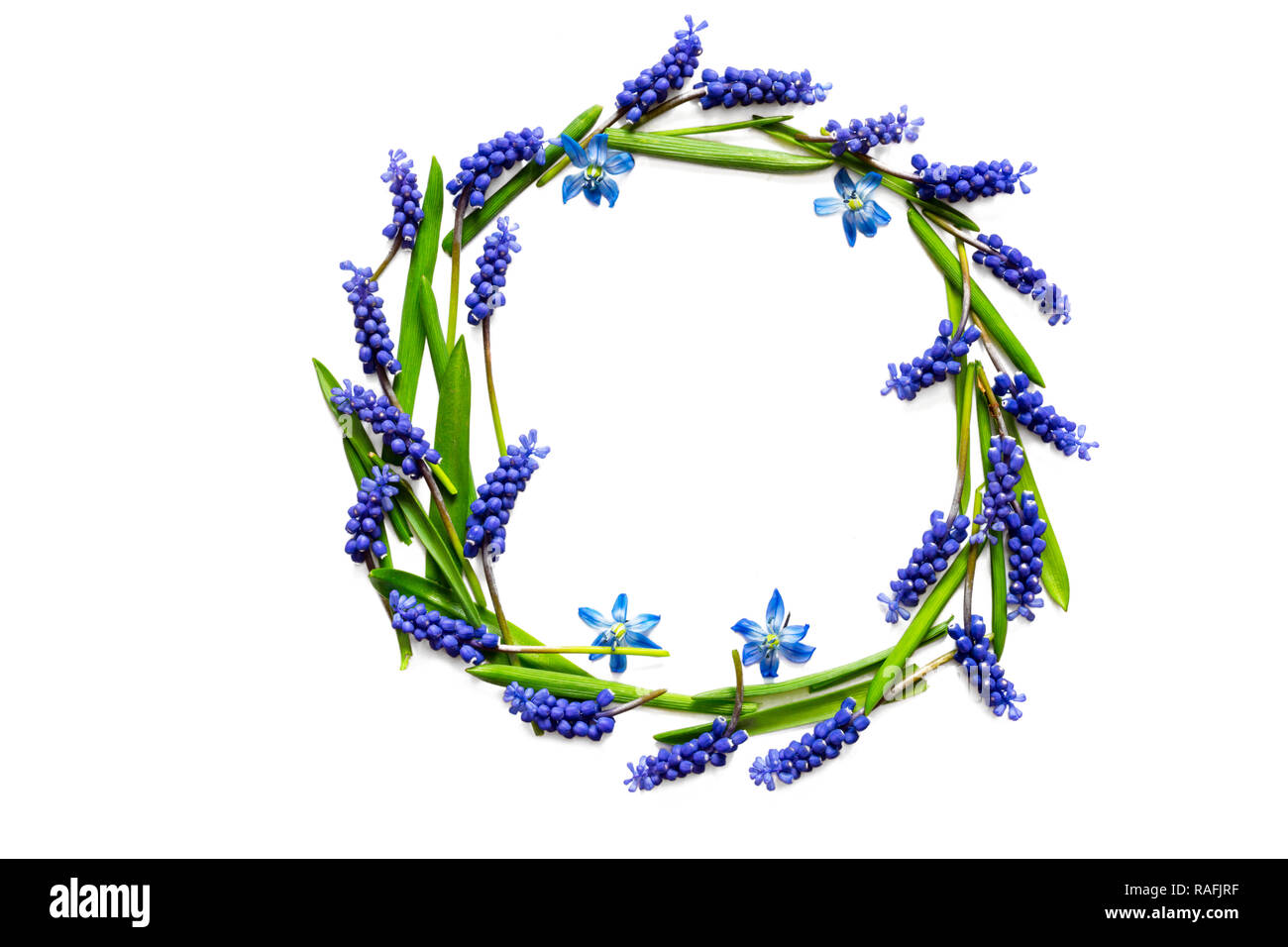 La composition de fleurs de printemps. frame de muscari fleurs isolé sur fond blanc. Vue de dessus Banque D'Images La composition de fleurs de printemps. frame de muscari fleurs isolé sur fond blanc. Vue de dessus Banque D'Images