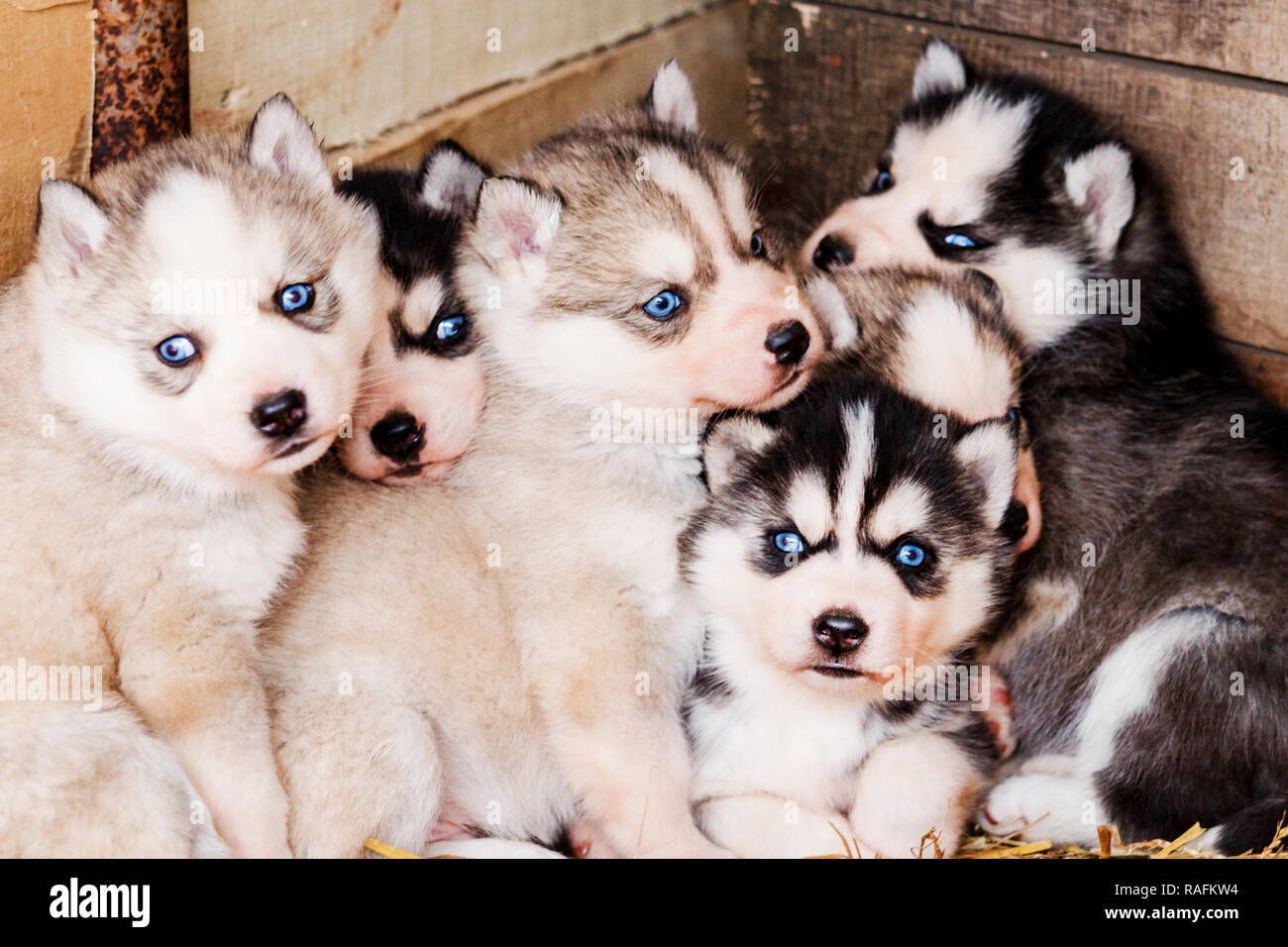 Chiots Husky Aux Yeux Bleus Animaux Domestiques Photo Stock Alamy