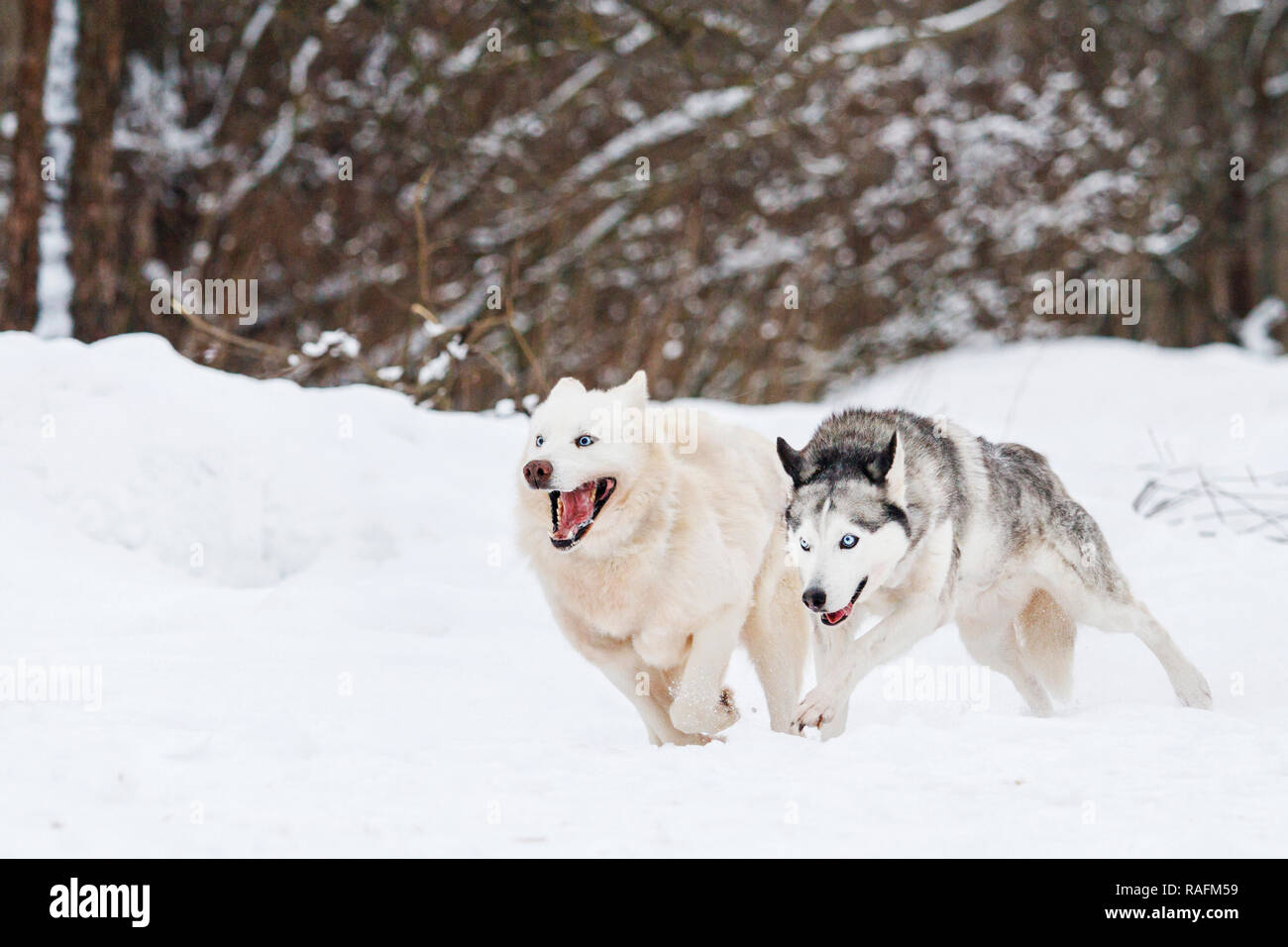 Deux chiens qui courent dans la neige, Animaux Domestiques Banque D'Images