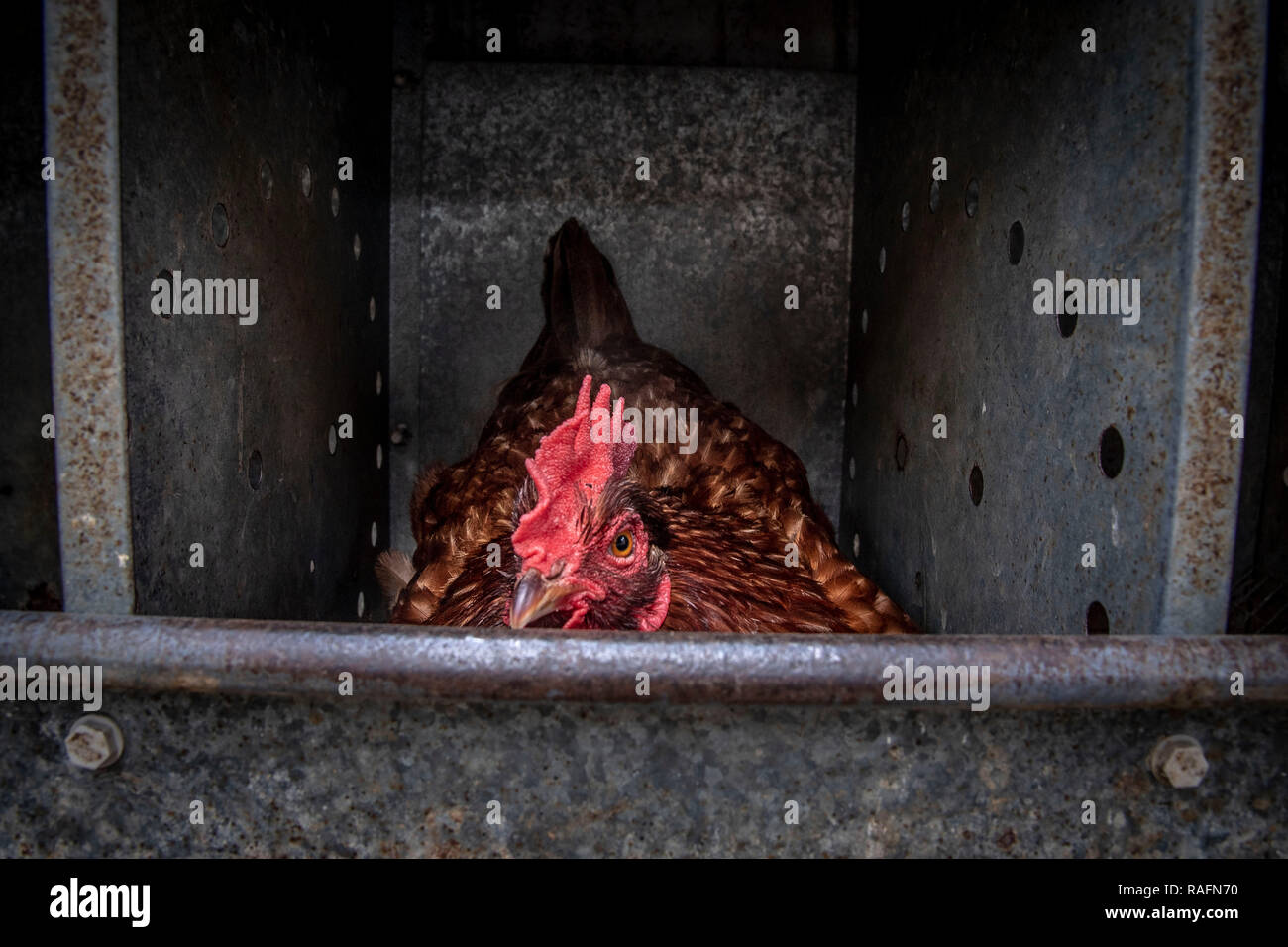 Un free range chickens pond un œuf dans le nichoir sur une ferme appartenant à des agriculteurs américains et enseignant à la retraite Jerri Parker à Cromwell, Connecticut. Banque D'Images