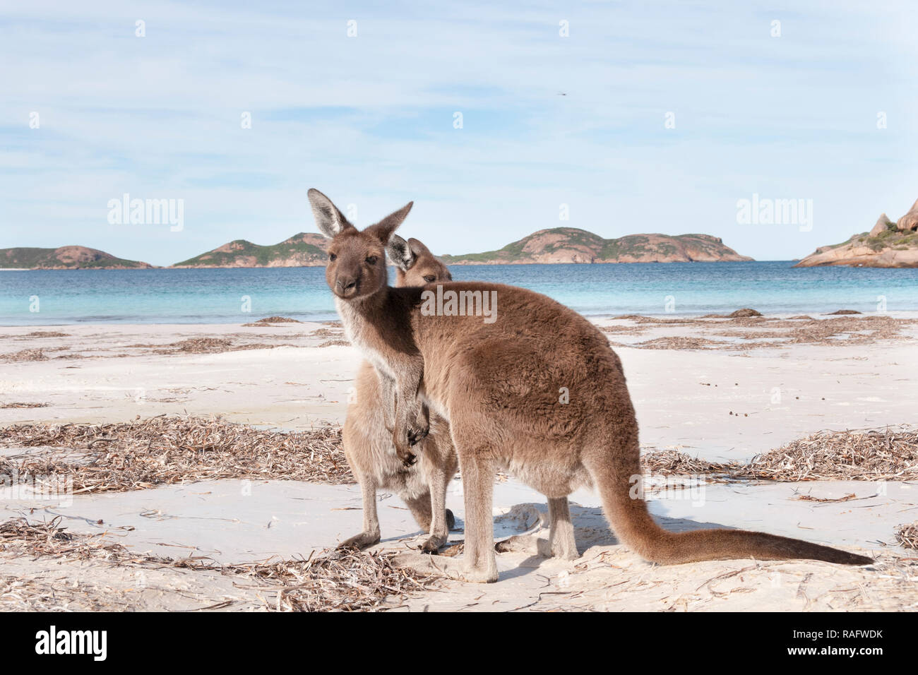 Kangourou sauvage sur la plage en Australie Banque D'Images