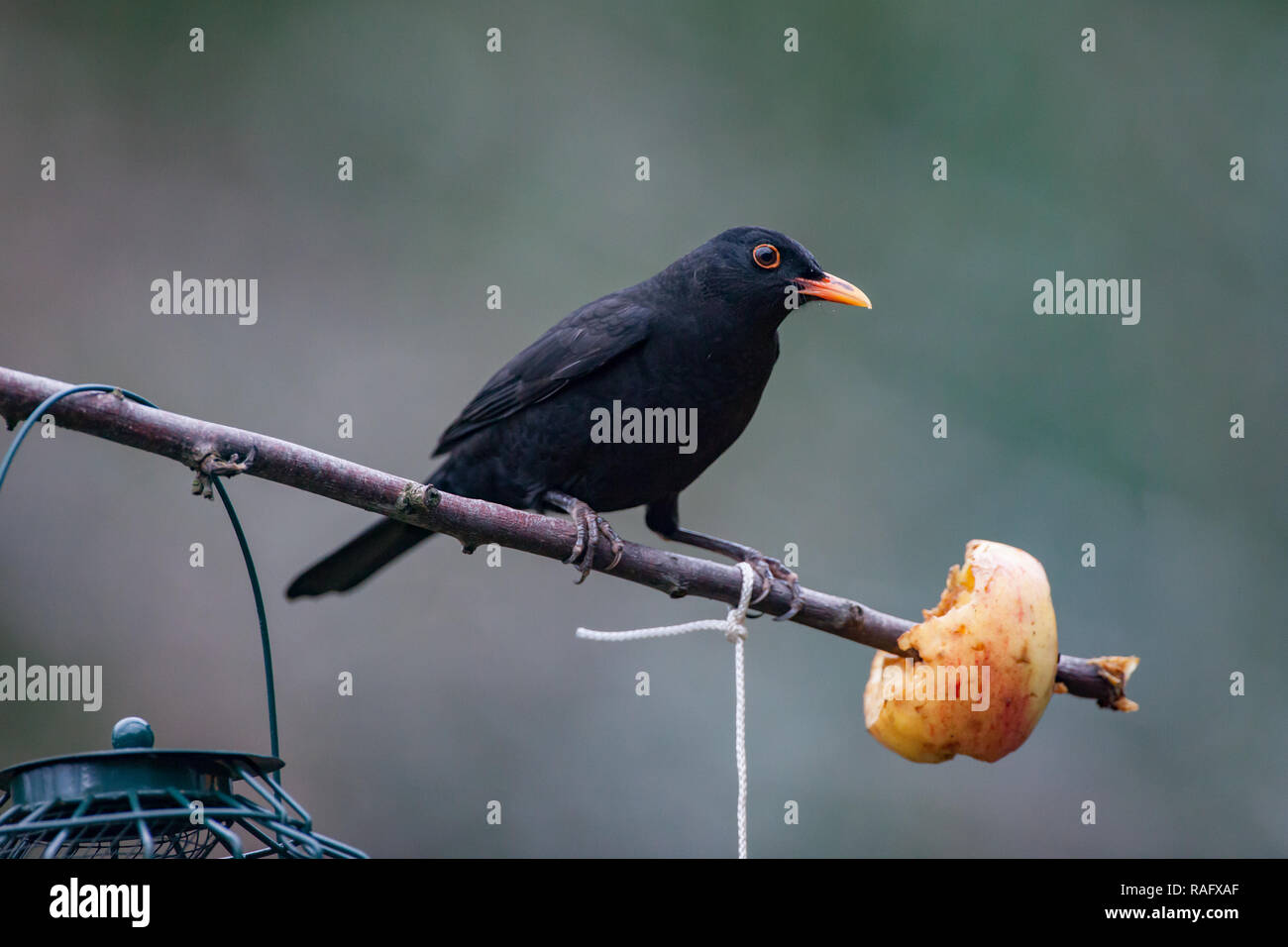 Blackbird. Turdus merula. Seul mâle adulte se nourrit de apple. West Midlands. Îles britanniques. Banque D'Images