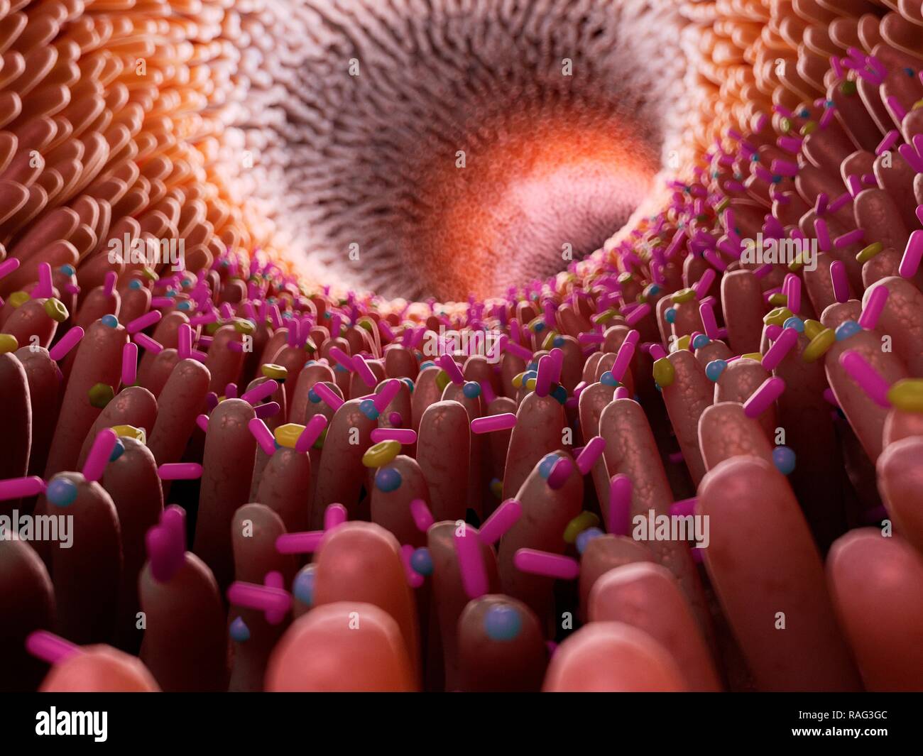 Illustration de bactéries dans l'intestin. Banque D'Images