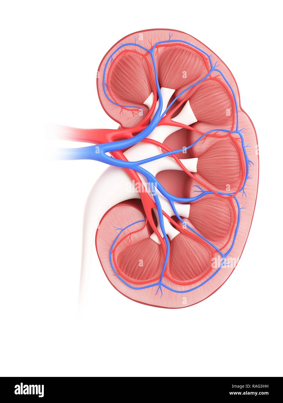 Illustration d'une coupe transversale d'un rein. Banque D'Images