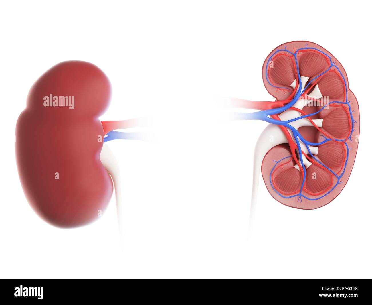 Illustration d'une coupe transversale d'un rein. Banque D'Images