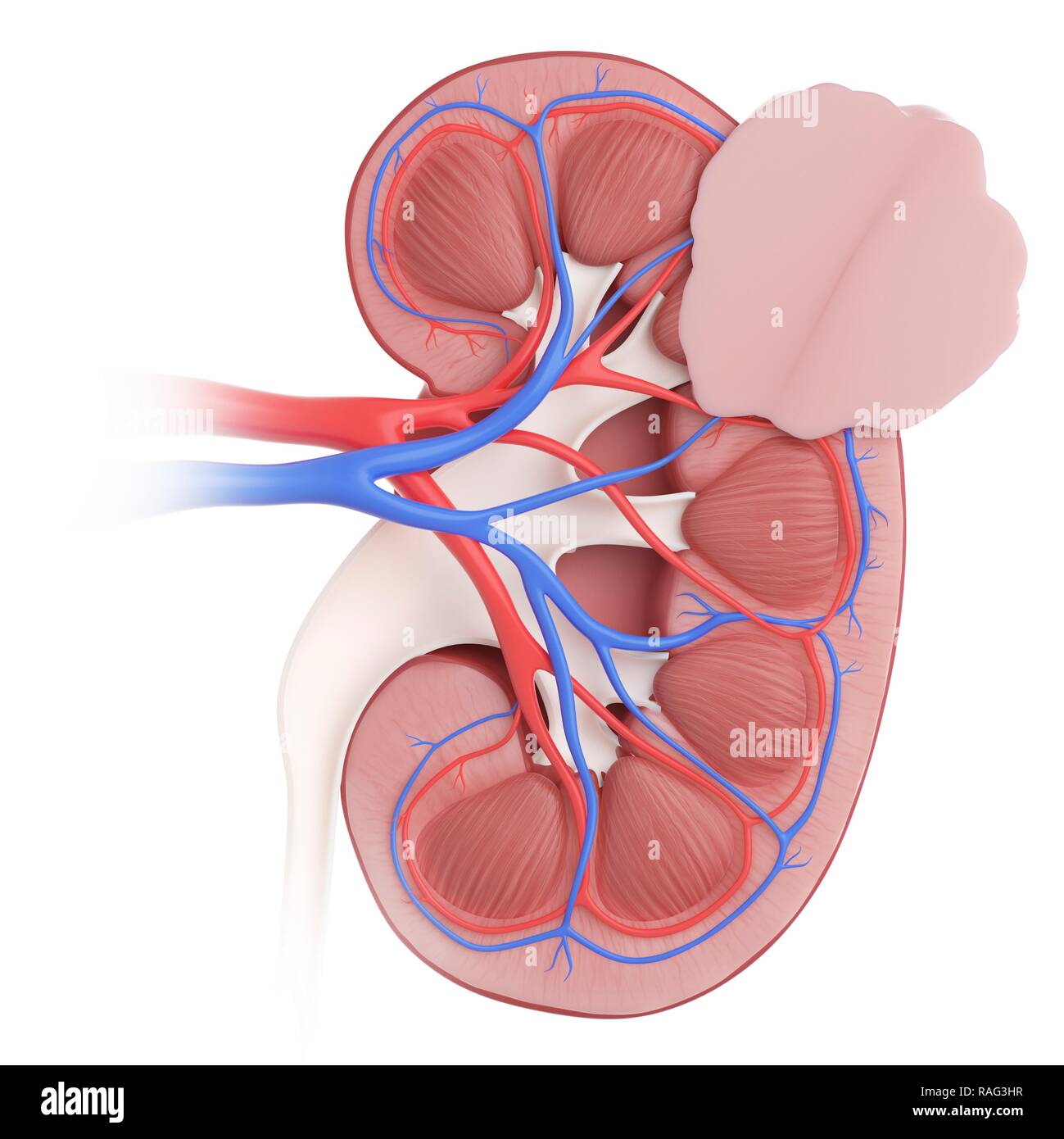 Illustration de cancer du rein. Banque D'Images