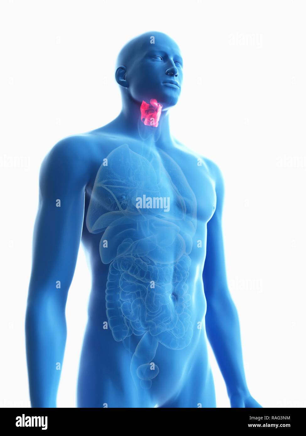 Illustration d'un larynx de l'homme. Banque D'Images