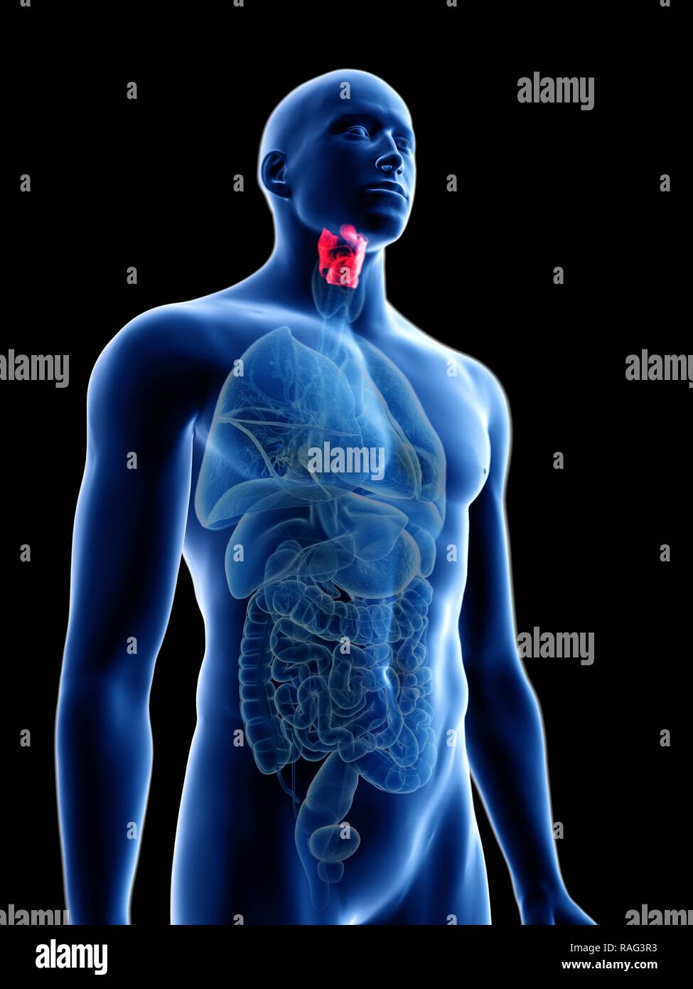 Illustration d'un larynx de l'homme. Banque D'Images