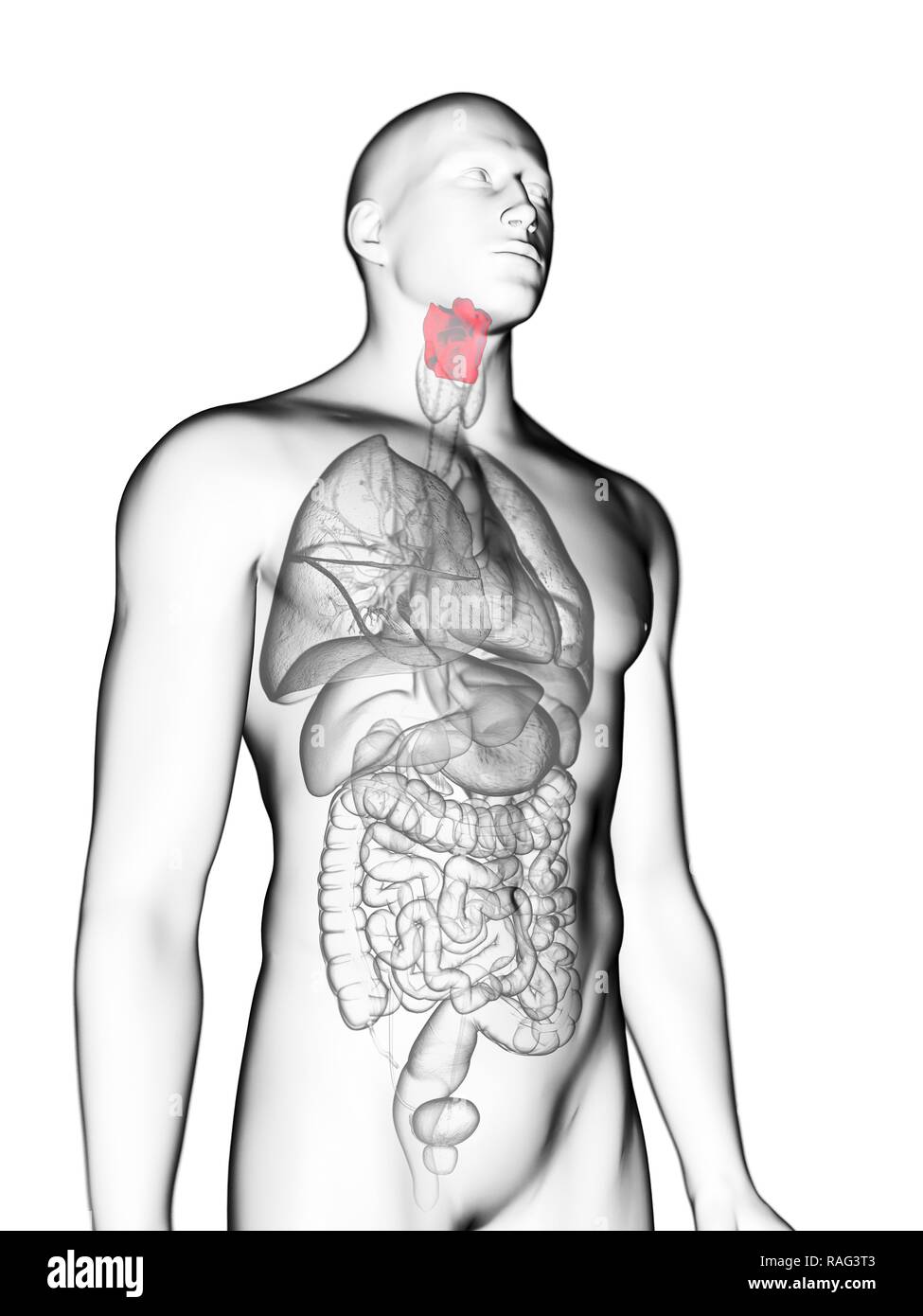 Illustration d'un larynx de l'homme. Banque D'Images