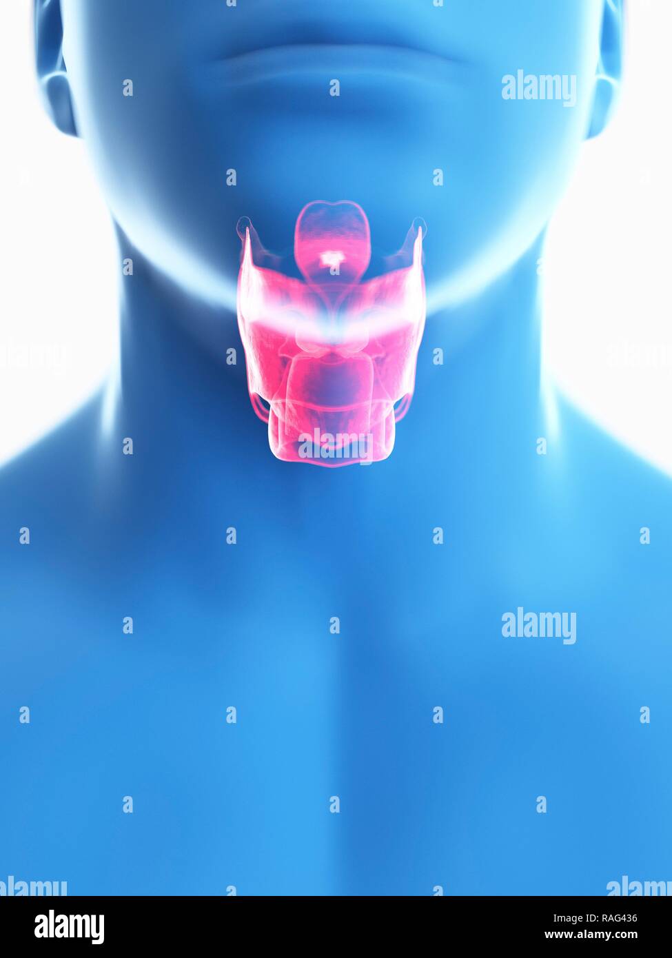 Illustration d'un larynx de l'homme. Banque D'Images