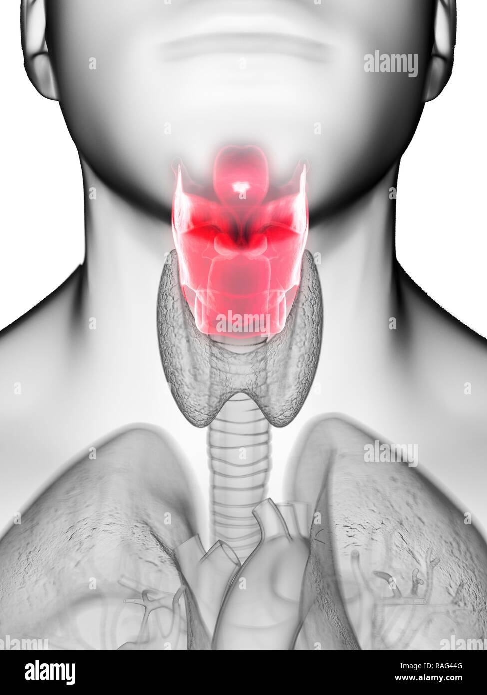 Illustration d'un larynx de l'homme. Banque D'Images