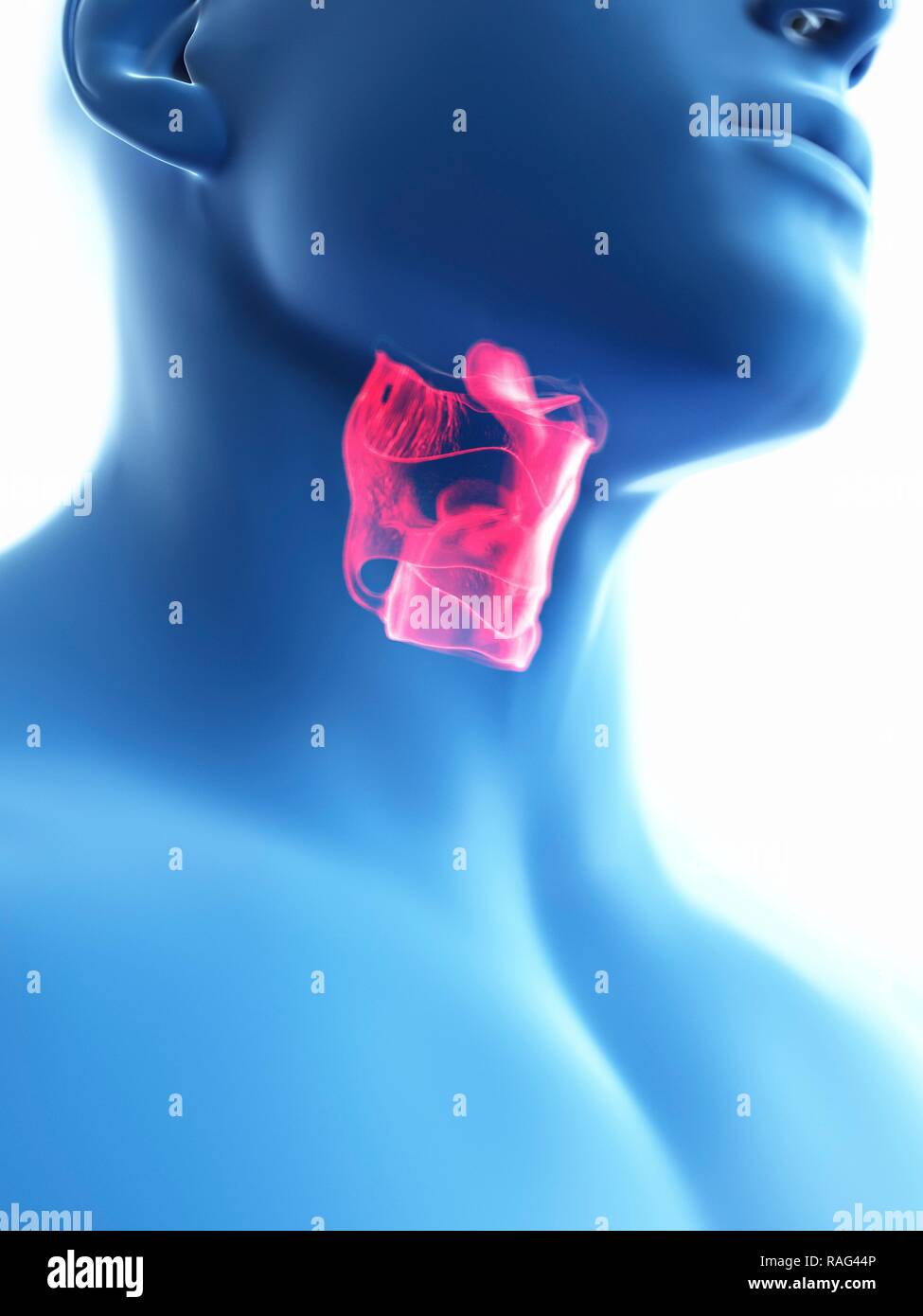 Illustration d'un larynx de l'homme. Banque D'Images