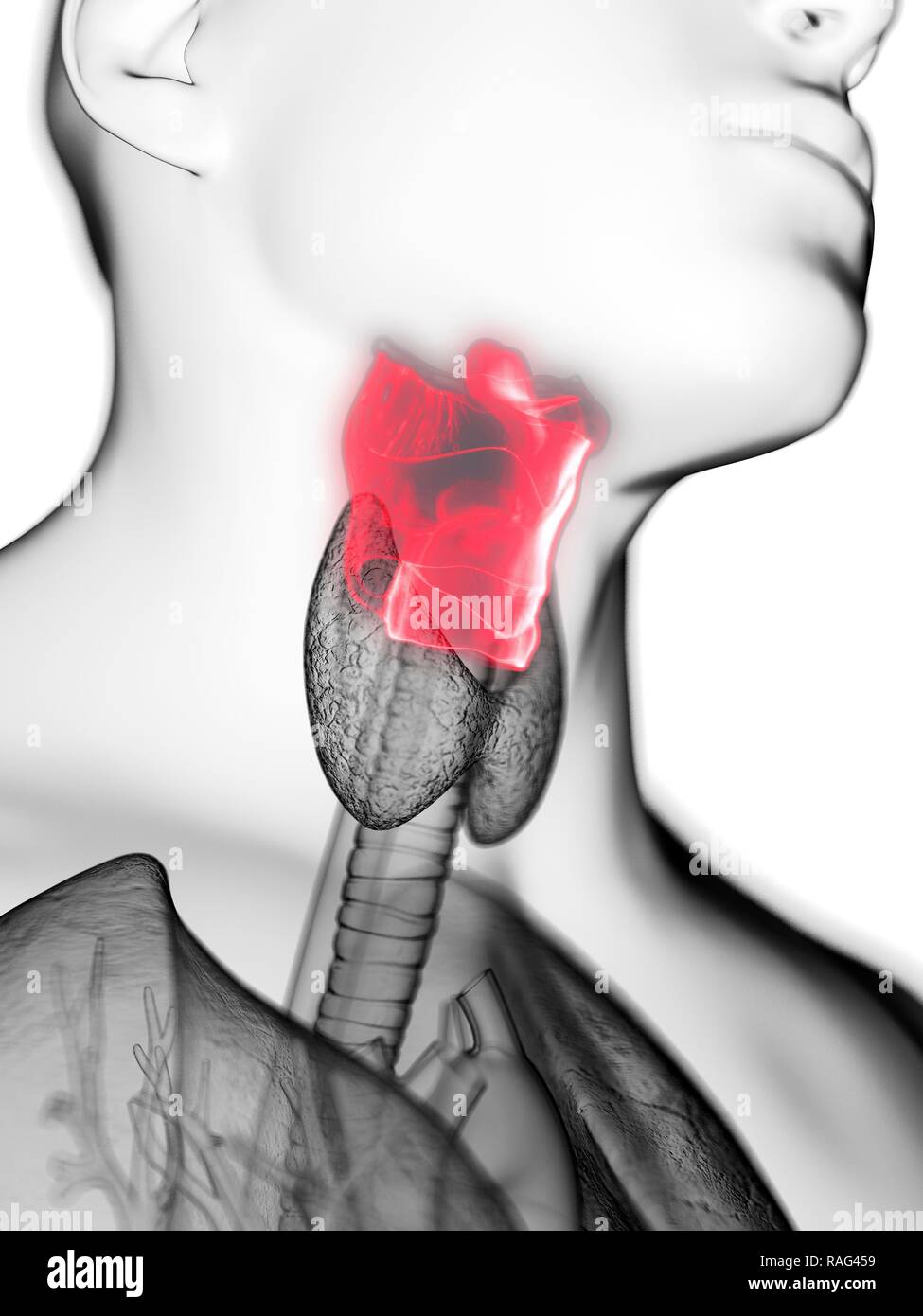 Illustration d'un larynx de l'homme. Banque D'Images