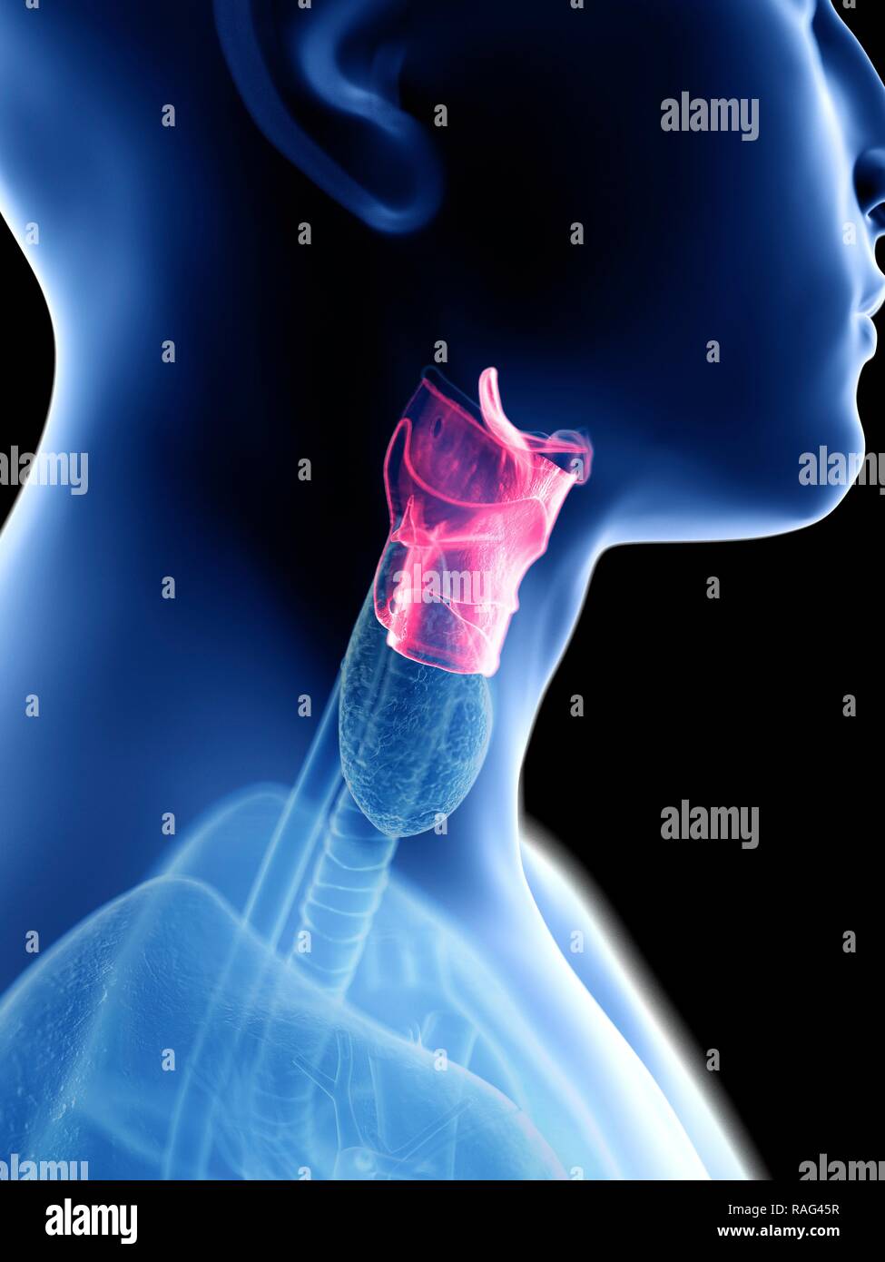 Illustration d'un larynx de l'homme. Banque D'Images