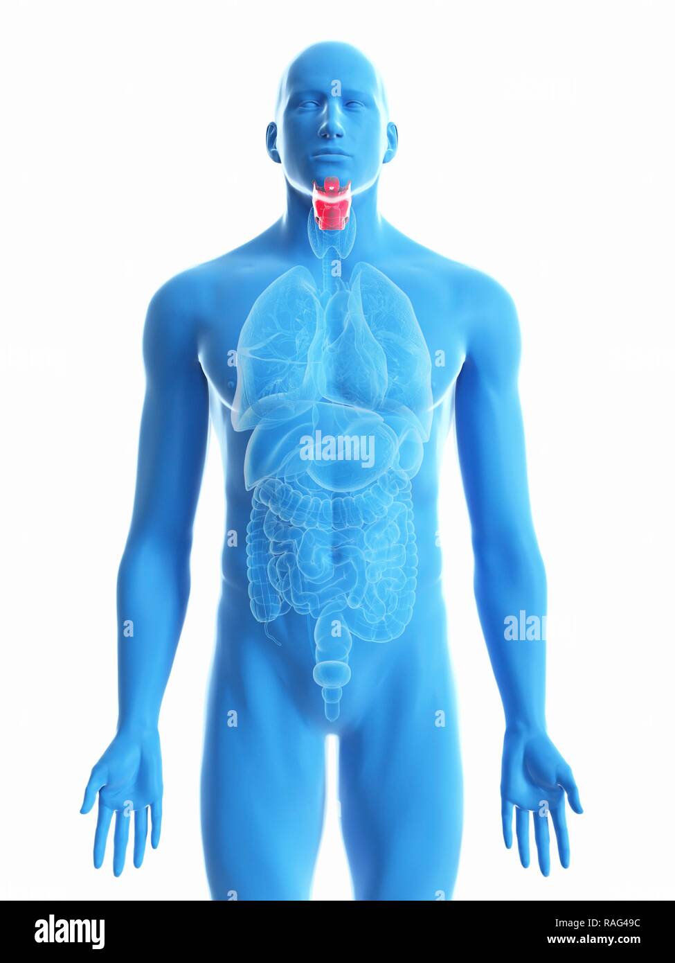 Illustration d'un larynx de l'homme. Banque D'Images