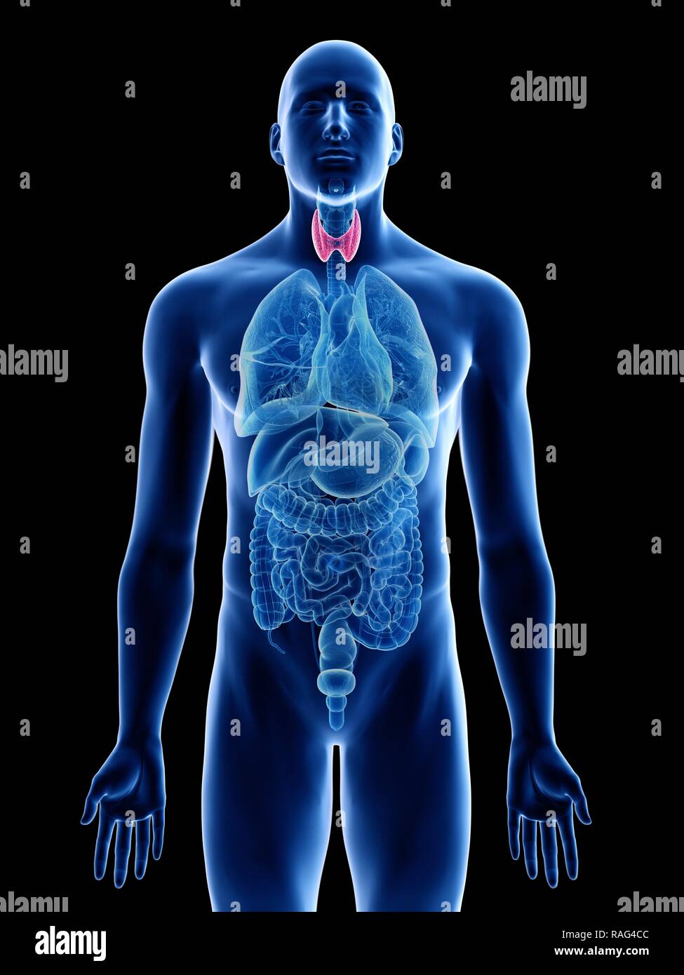 Illustration d'une glande thyroïde de l'homme Photo Stock - Alamy