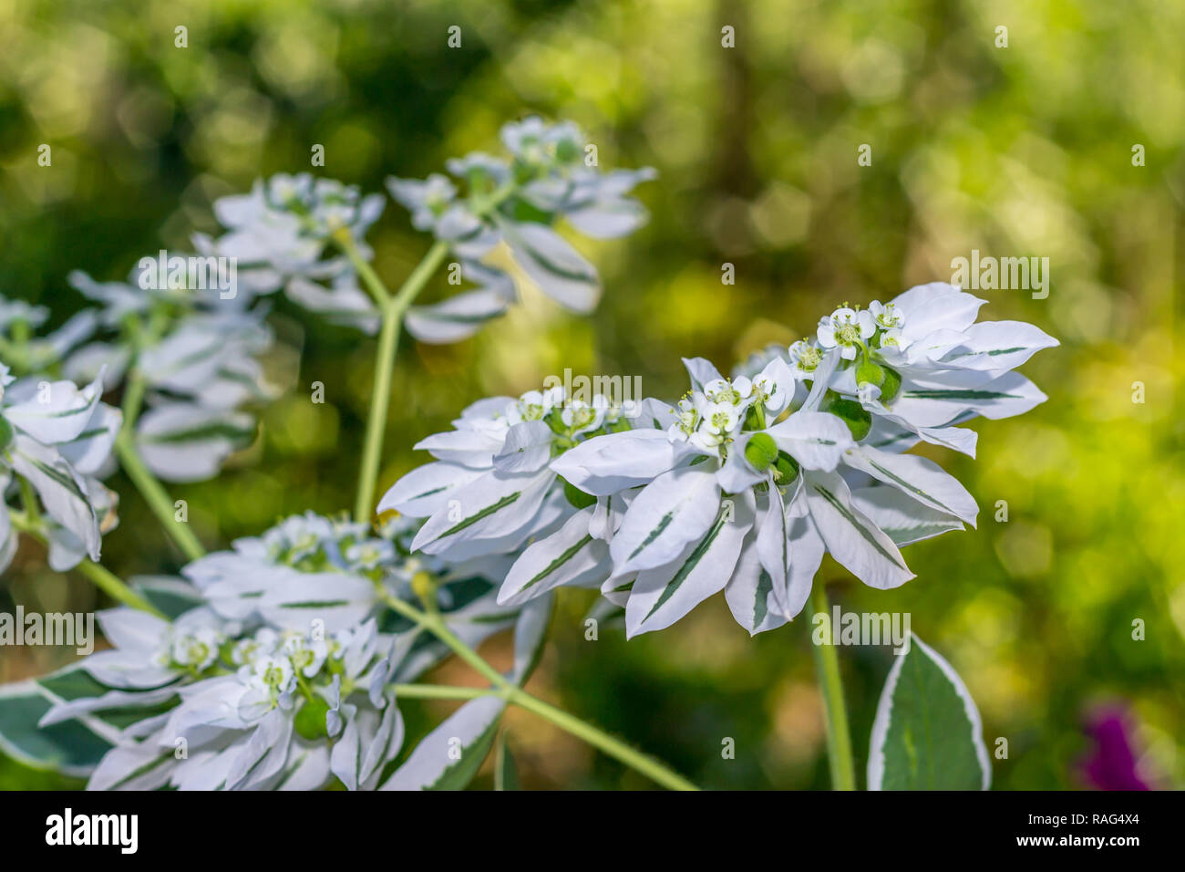 Fleurs blanches sauvages avec un arrière-plan flou Banque D'Images