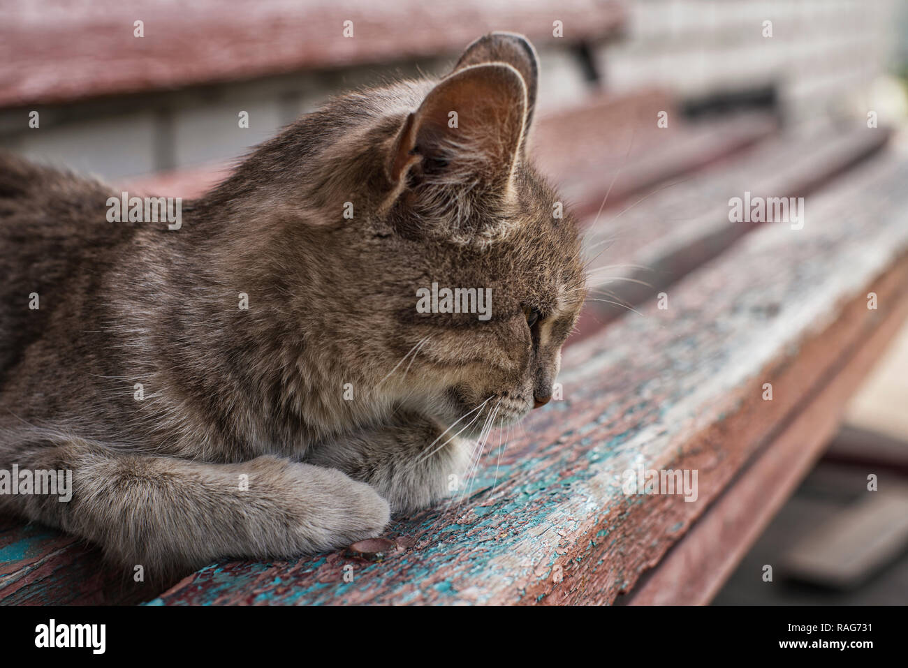 Un Chat Gris Sassied Sur Un Banc De Bois Près De La Maison
