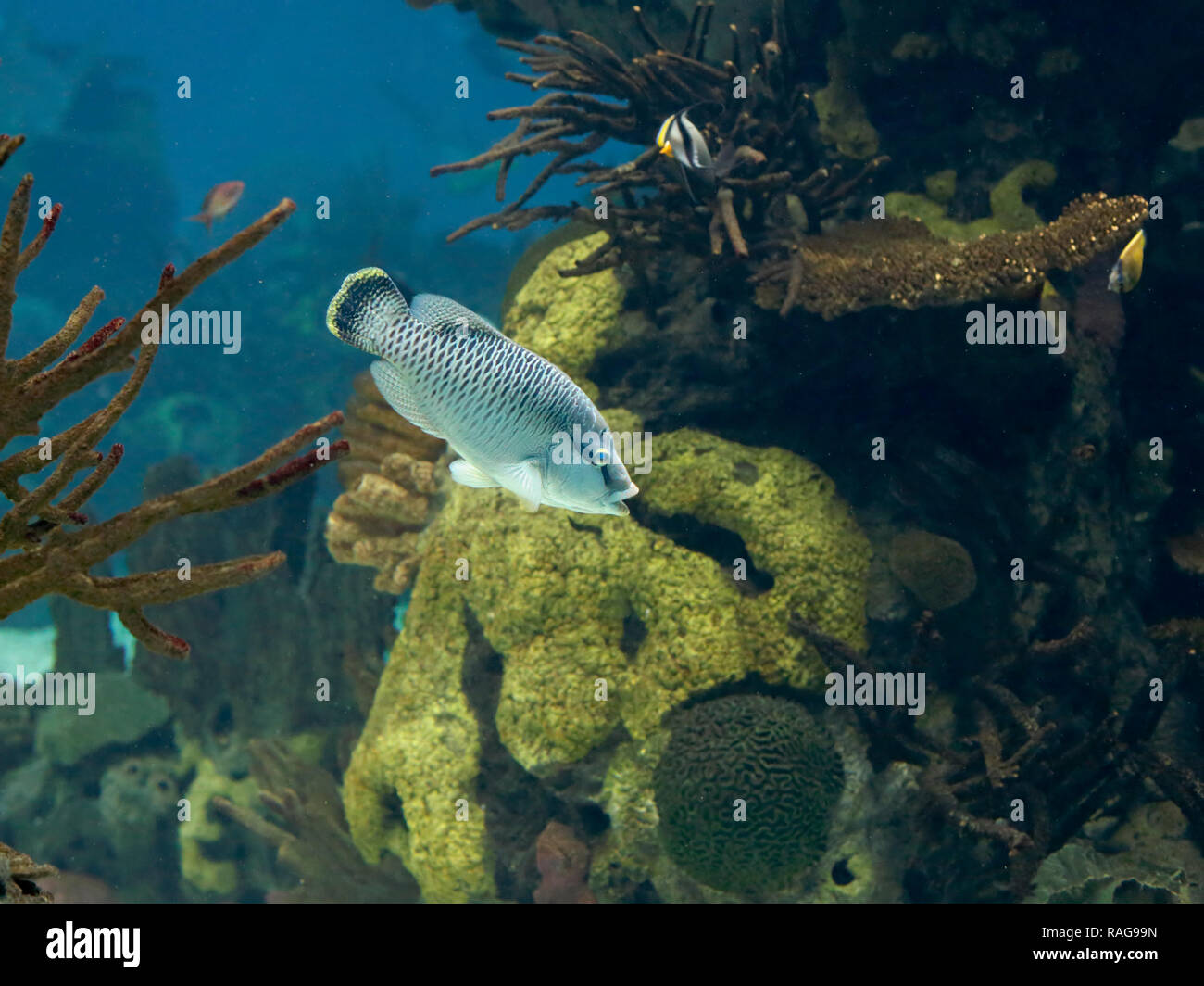Poisson Napoléon ou de sébaste. Photo de l'aquarium. Photo ISO élevé. Banque D'Images