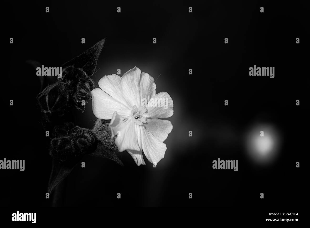 Fleur blanche à partir d'une plante velue. Converti en noir et blanc. Pré européenne au coucher du soleil. Banque D'Images