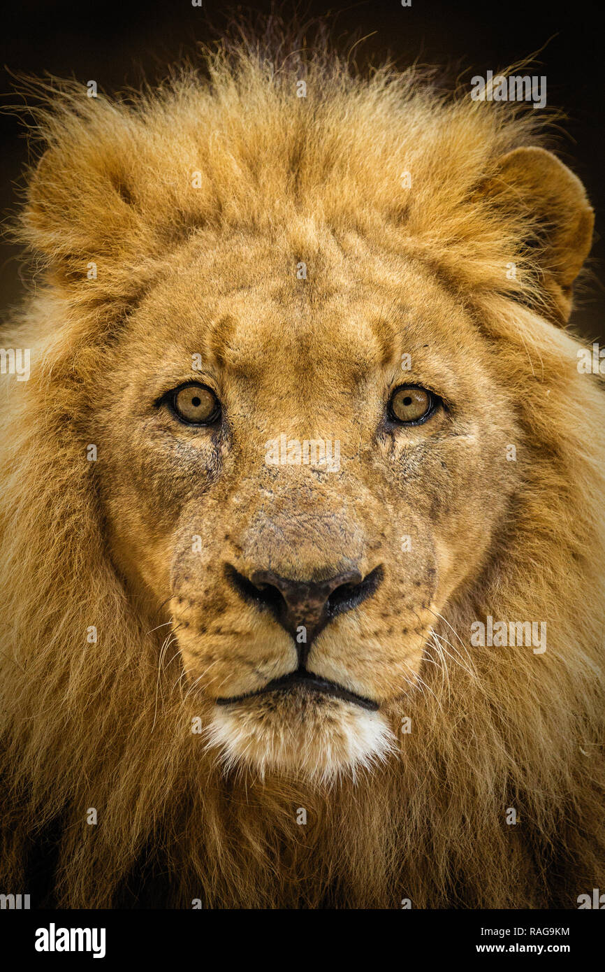 Closeup of a male lion (Panthera leo) à la direction de l'appareil photo. Banque D'Images