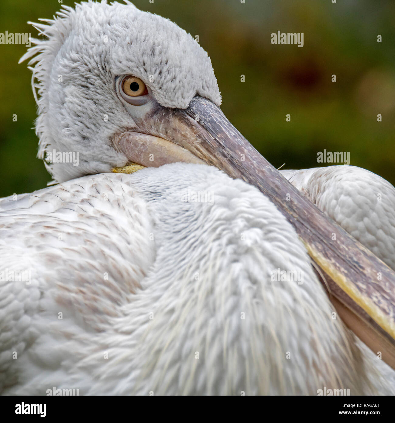 Close-up portrait of pélican frisé (Pelecanus crispus) originaire d'Europe du Sud-Est et l'Asie Banque D'Images