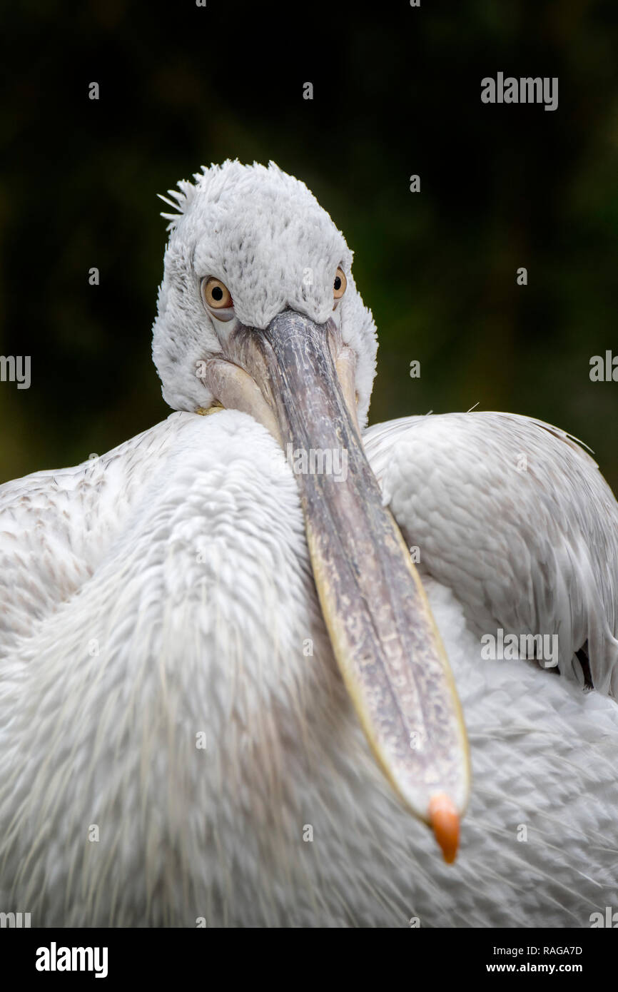 Close-up portrait of pélican frisé (Pelecanus crispus) originaire d'Europe du Sud-Est et l'Asie Banque D'Images