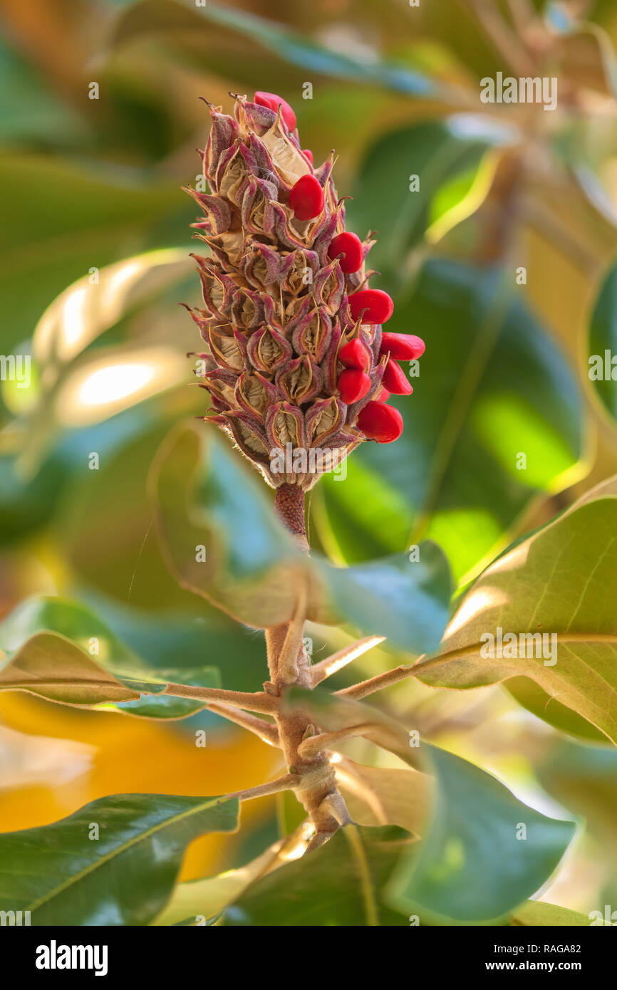 Les fruits et graines de la southern magnolia (Magnolia grandiflora) Banque D'Images