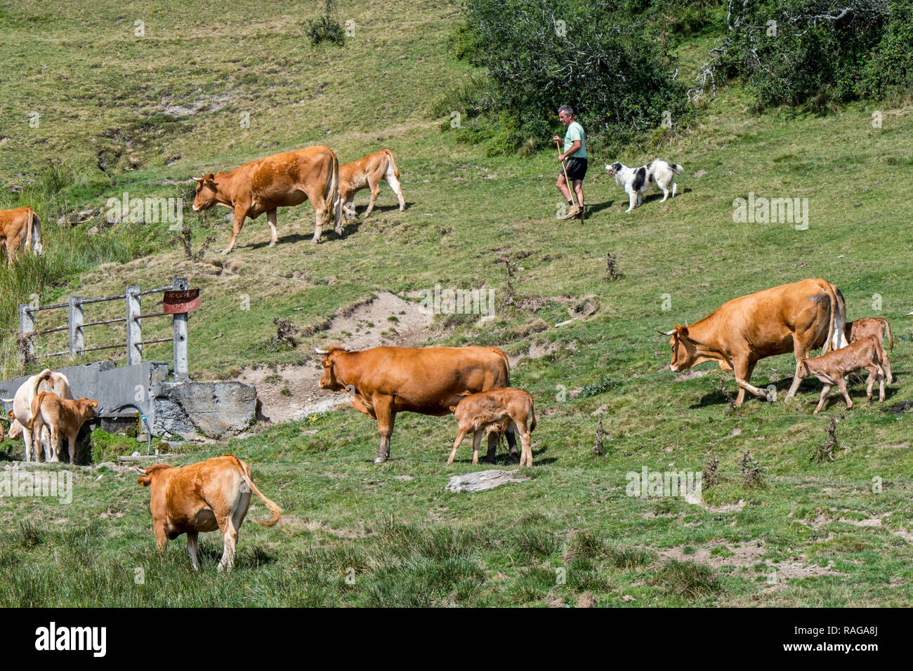 Éleveur / vacher / avec l'élevage de chiens Berger des troupeaux de bovins Limousin en pâturage dans les Pyrénées françaises, France Banque D'Images