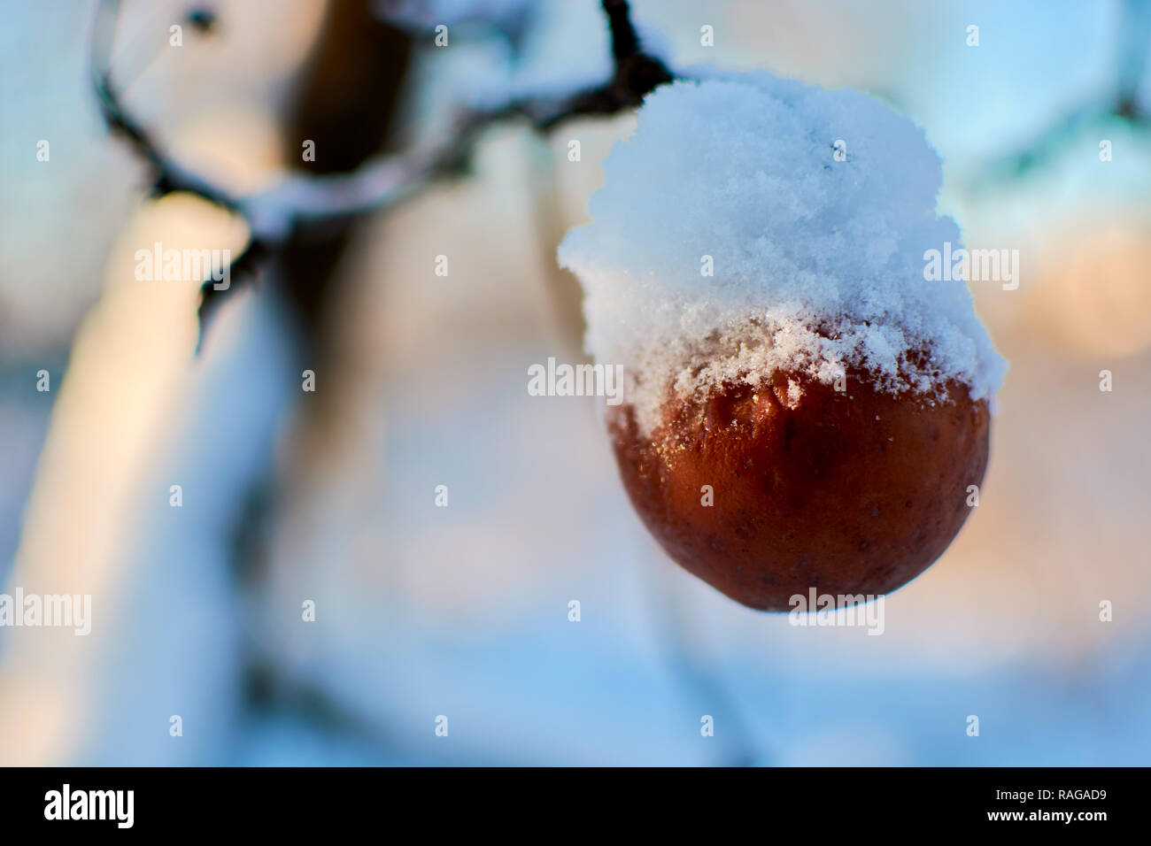 Ressorts De Pomme Surgelé Sur Les Branches Sous La Neige