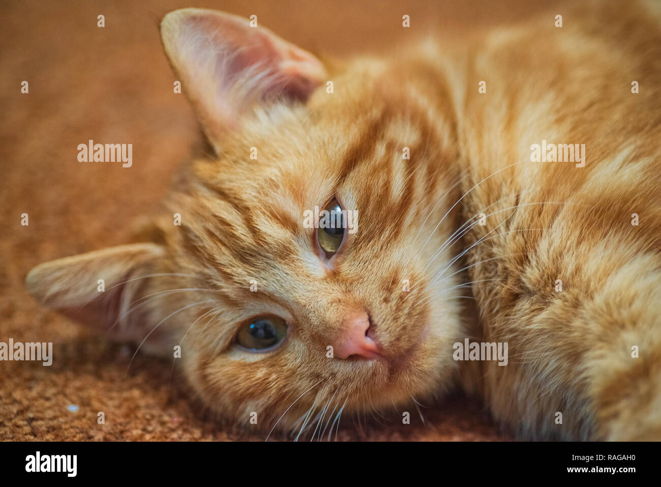 Chat Roux Avec De Beaux Yeux Rouges Red Beau Chat Se Trouve Sur Le Tapis Rouge Photo Stock Alamy