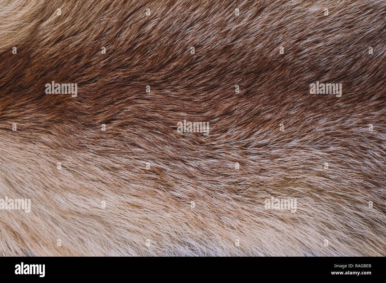 Vue de dessus gros plan de la texture du vrai couleur de fourrure. Furry naturelles arrière-plan. Image couleur horizontal. Banque D'Images