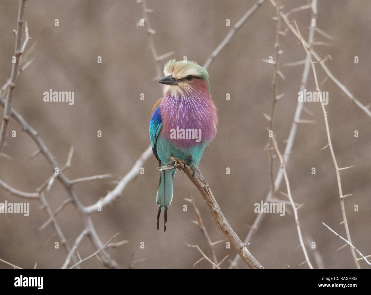 Lilac-breasted Roller (Coracias caudatus) Banque D'Images