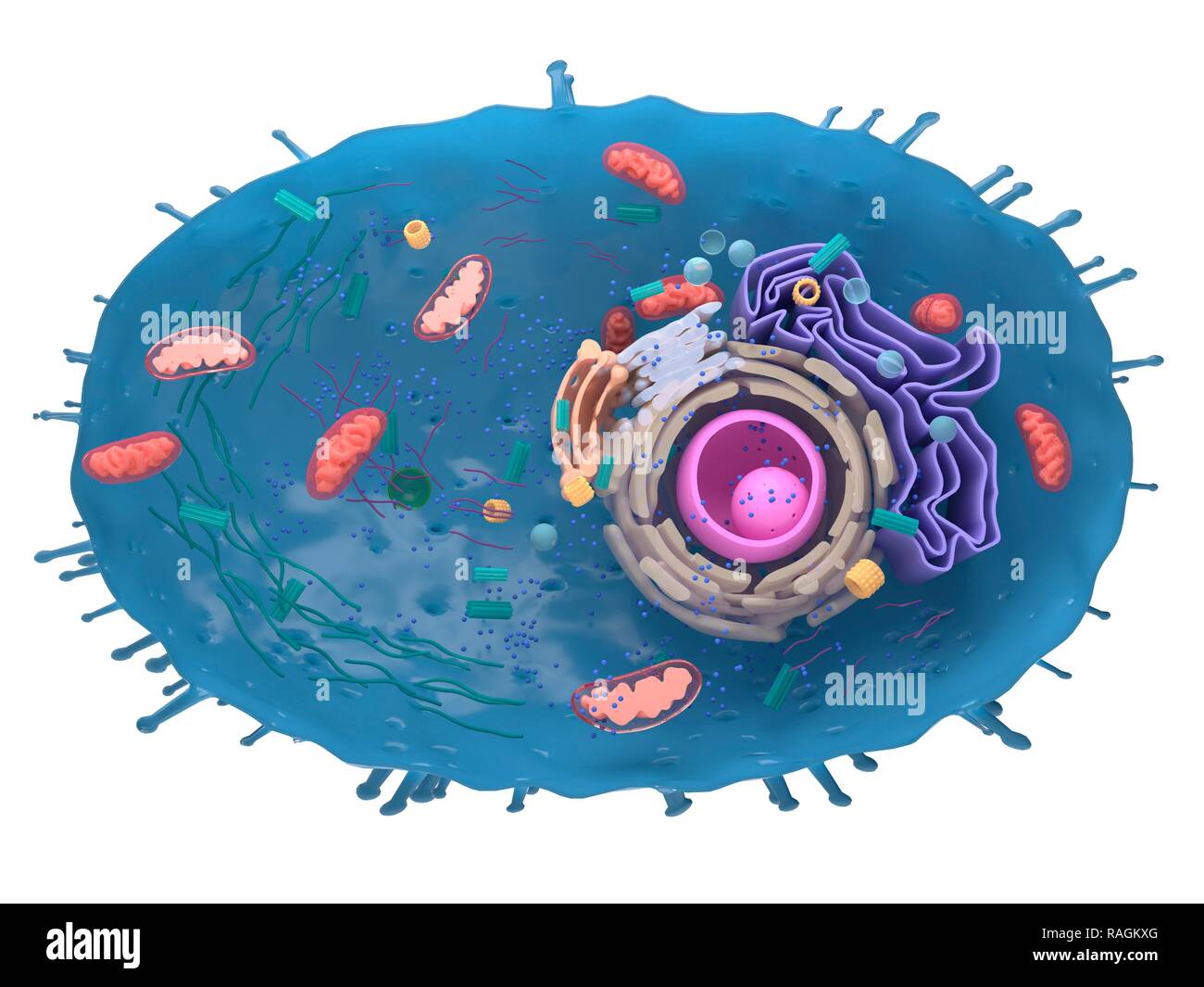 Illustration d'une cellule humaine. Banque D'Images