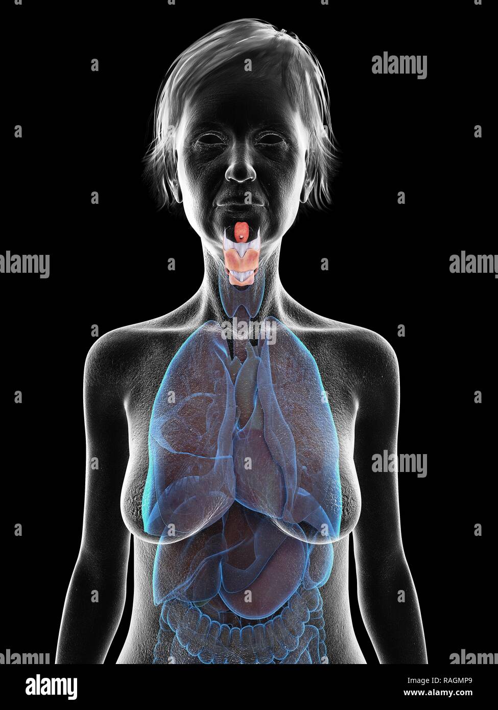 Illustration d'une vieille femme de larynx. Banque D'Images