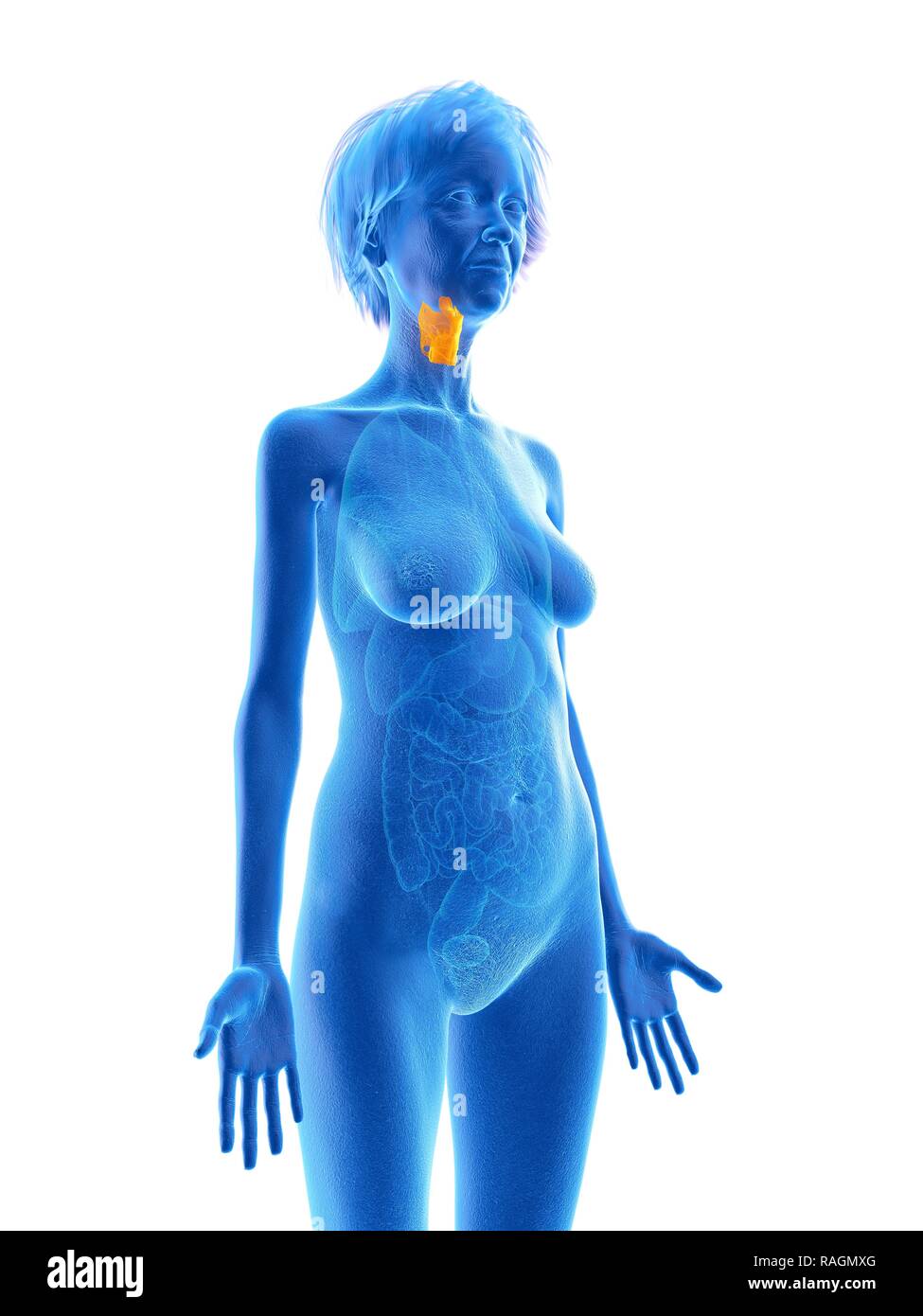 Illustration d'une vieille femme de larynx. Banque D'Images