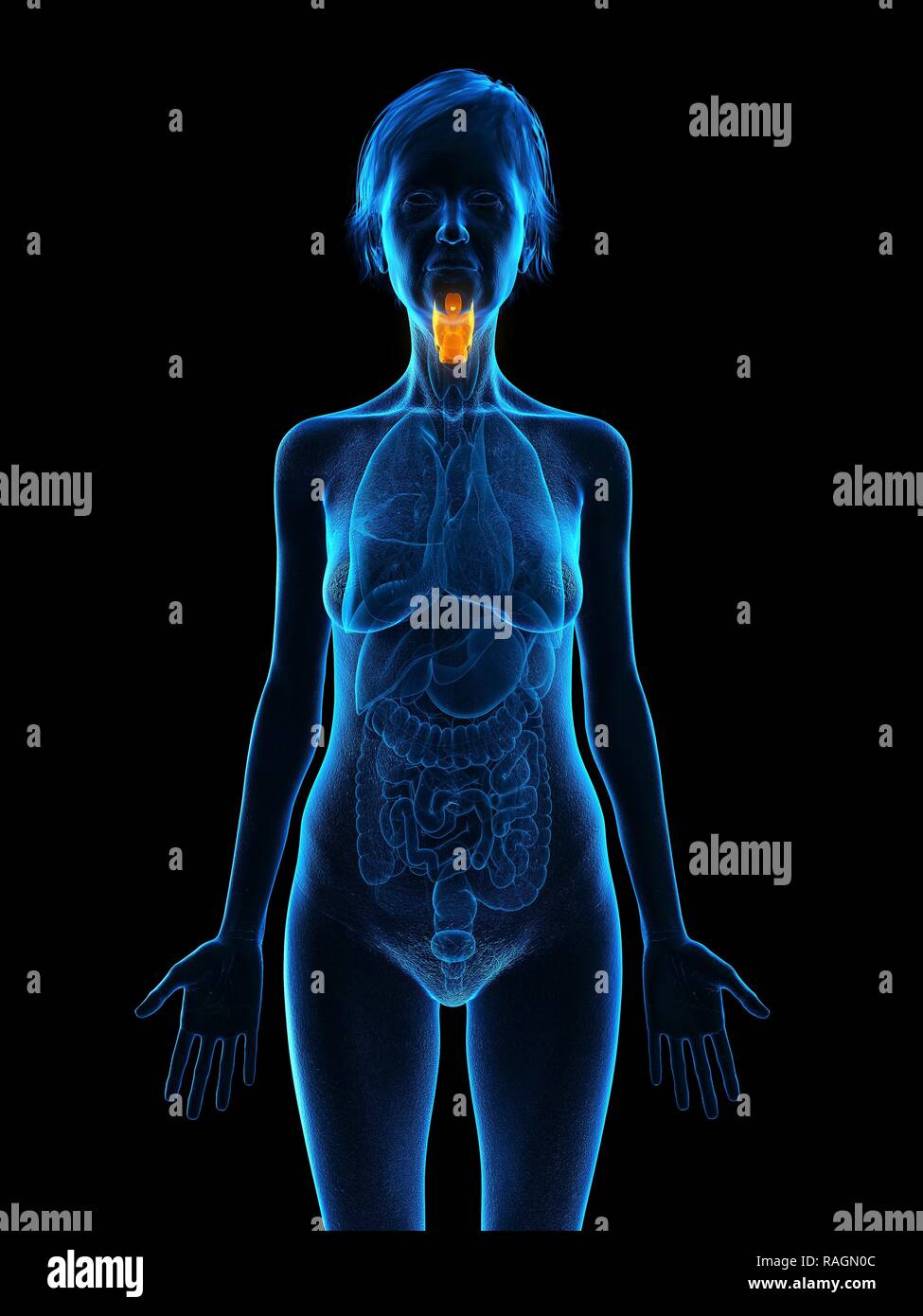 Illustration d'une vieille femme de larynx. Banque D'Images