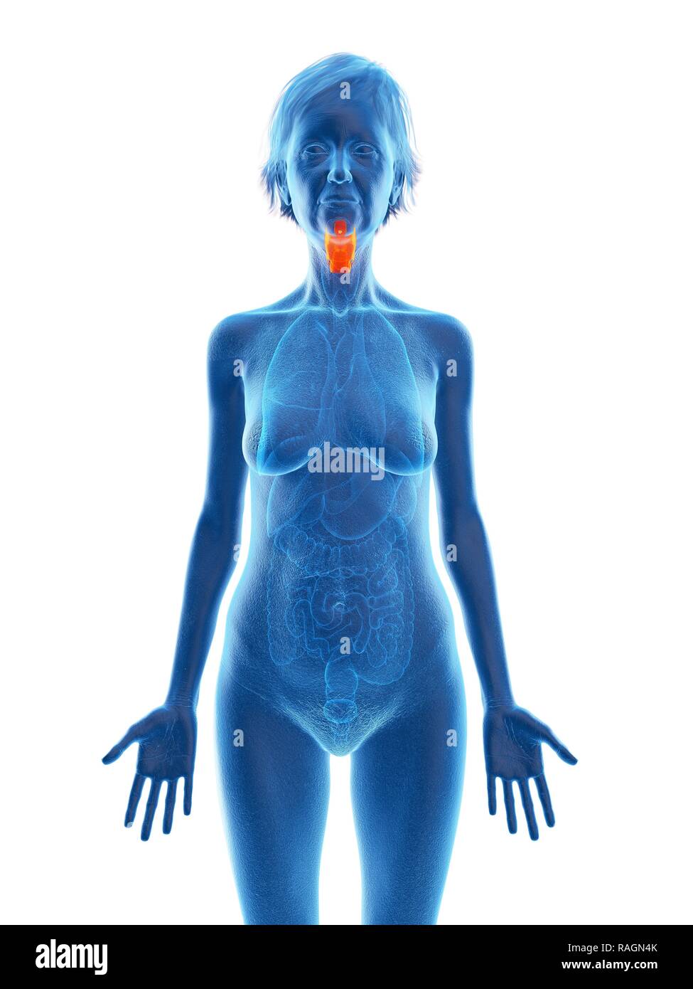 Illustration d'une vieille femme de larynx. Banque D'Images