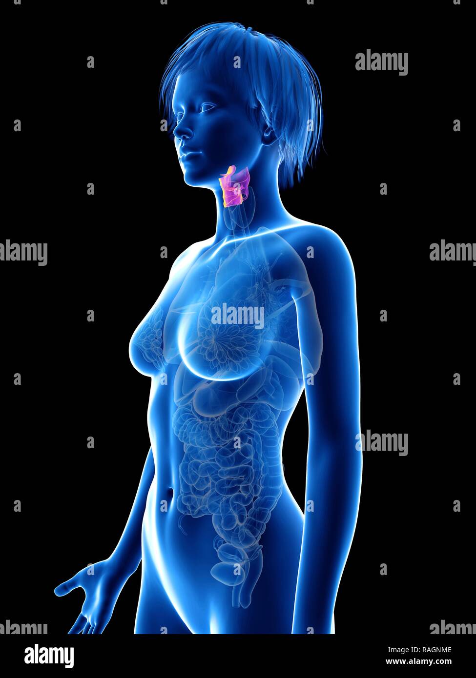 Illustration d'une femme de larynx. Banque D'Images
