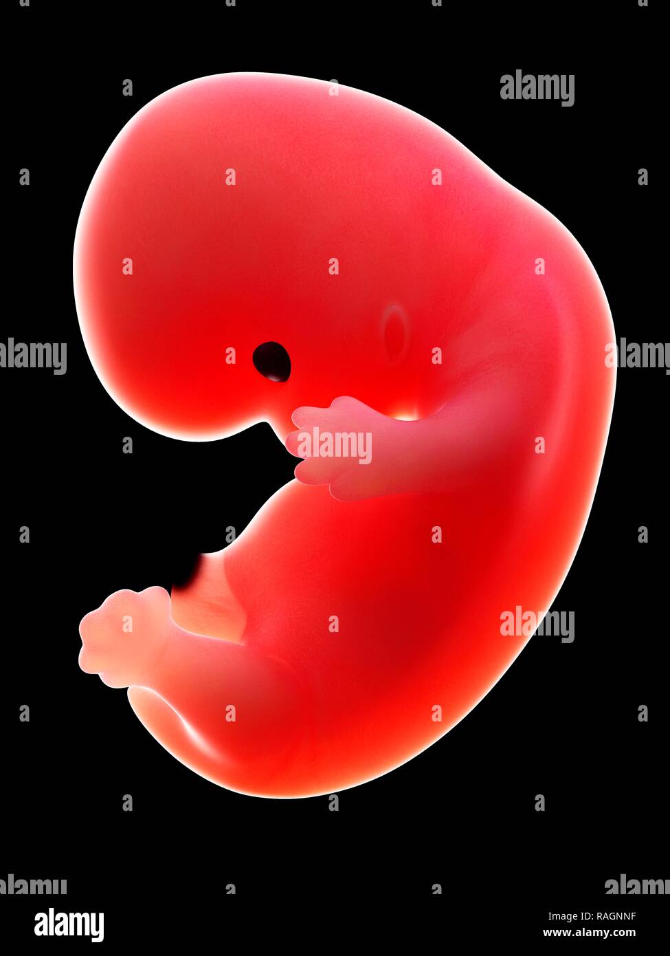 Illustration d'un foetus humain, semaine 8. Banque D'Images