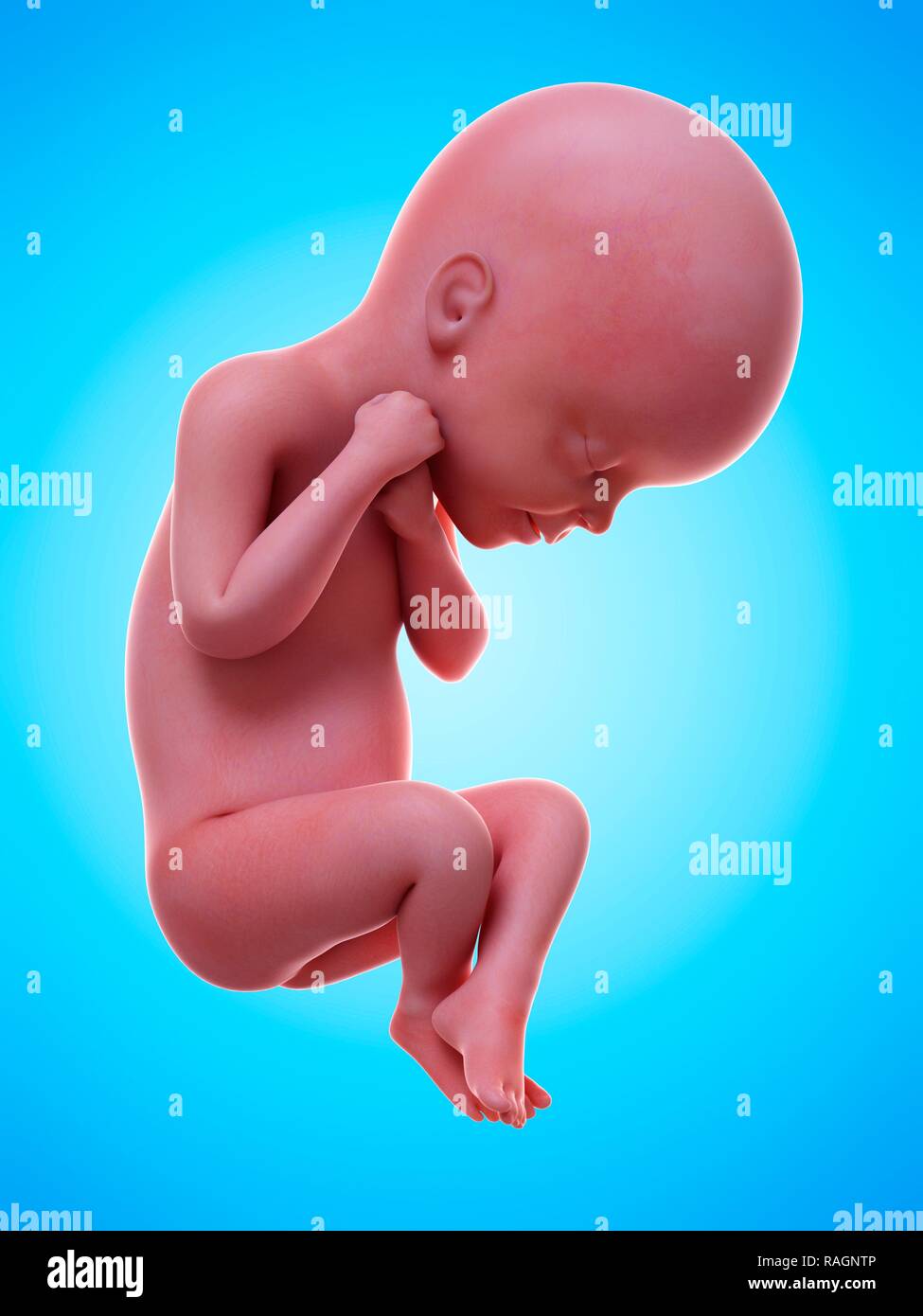 Foetus A 24 Semaines Banque D Image Et Photos Alamy