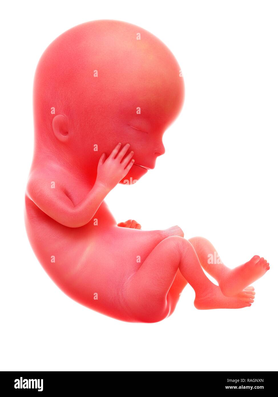 utérus foetus 12 semaines de grossesse