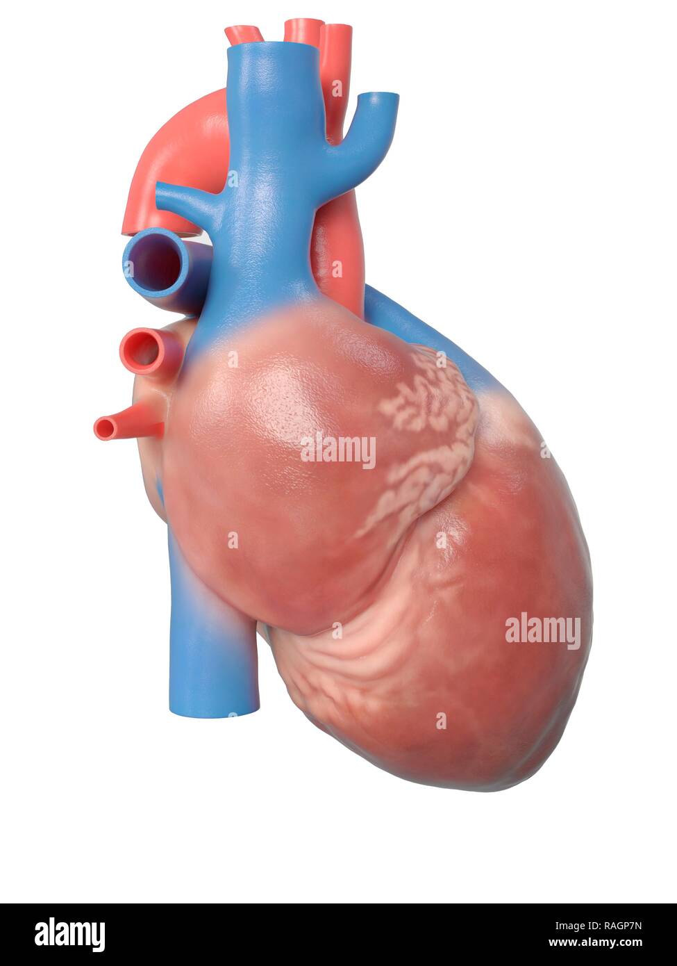 Illustration du coeur humain d'anatomie. Banque D'Images